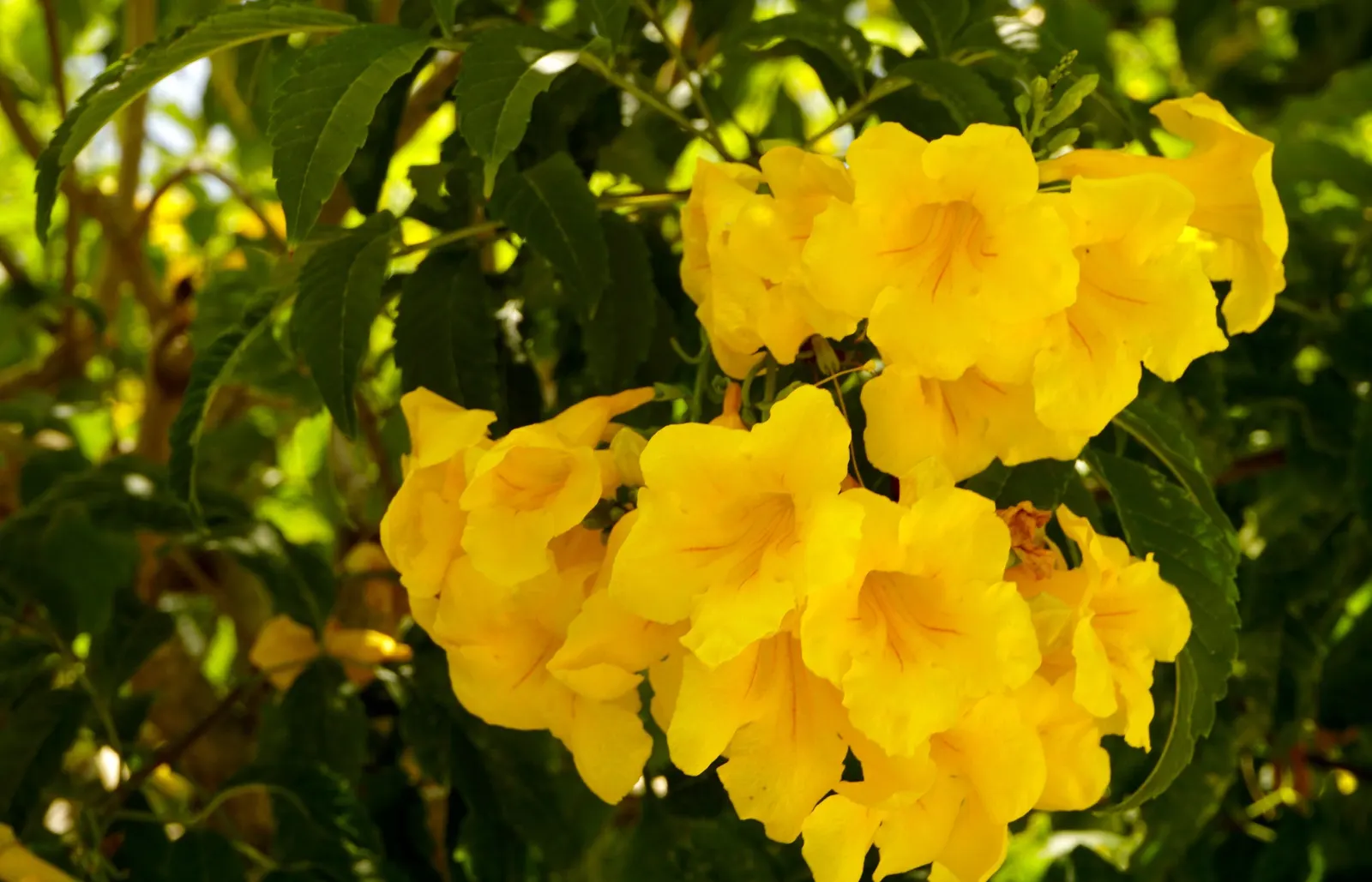 Yellow Bells (Tecoma Stans) — shrub for full or half; sunny splash of color and a haven for wildlife, image 125