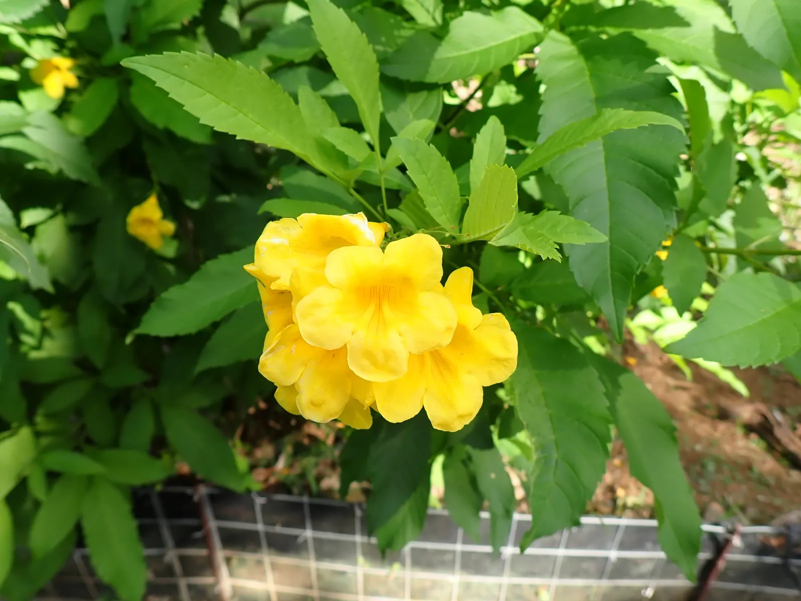 Yellow Bells (Tecoma Stans) — Ideal for creating a focal point in xeriscapes or as an ornamental border; shrub for full or half