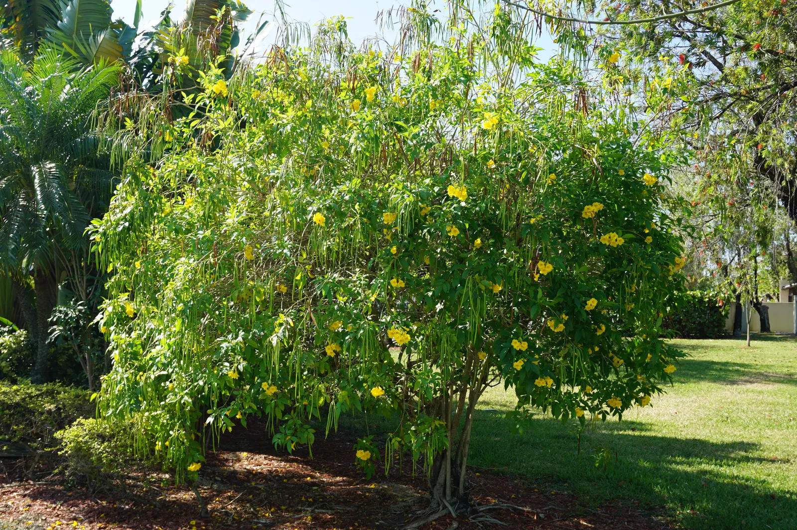 Yellow Bells (Tecoma Stans) — Blooms spring to frost, attracting hummingbirds and butterflies; is an enchanting deciduous shrub that can bring a, image 55