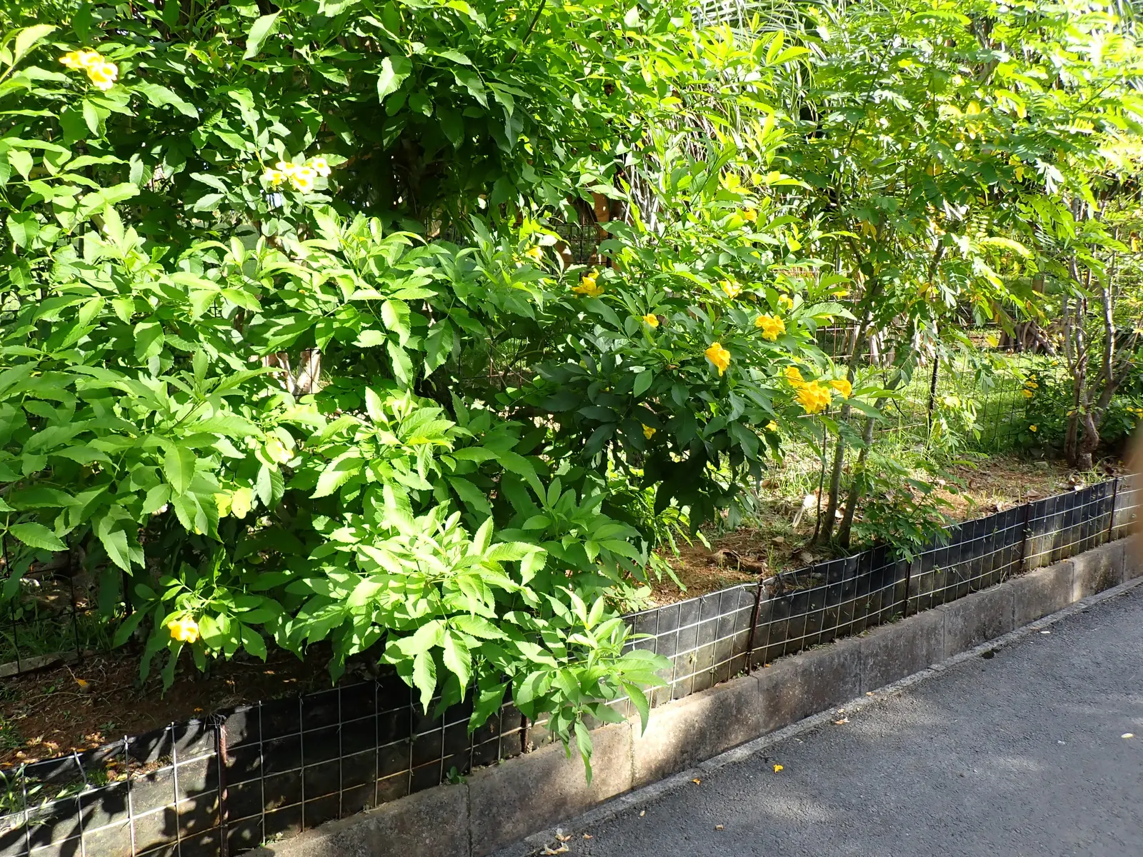 Yellow Bells (Tecoma Stans) — A member of the Bignoniaceae family; this vibrant plant is revered for its abundant clusters of trumpet-shaped