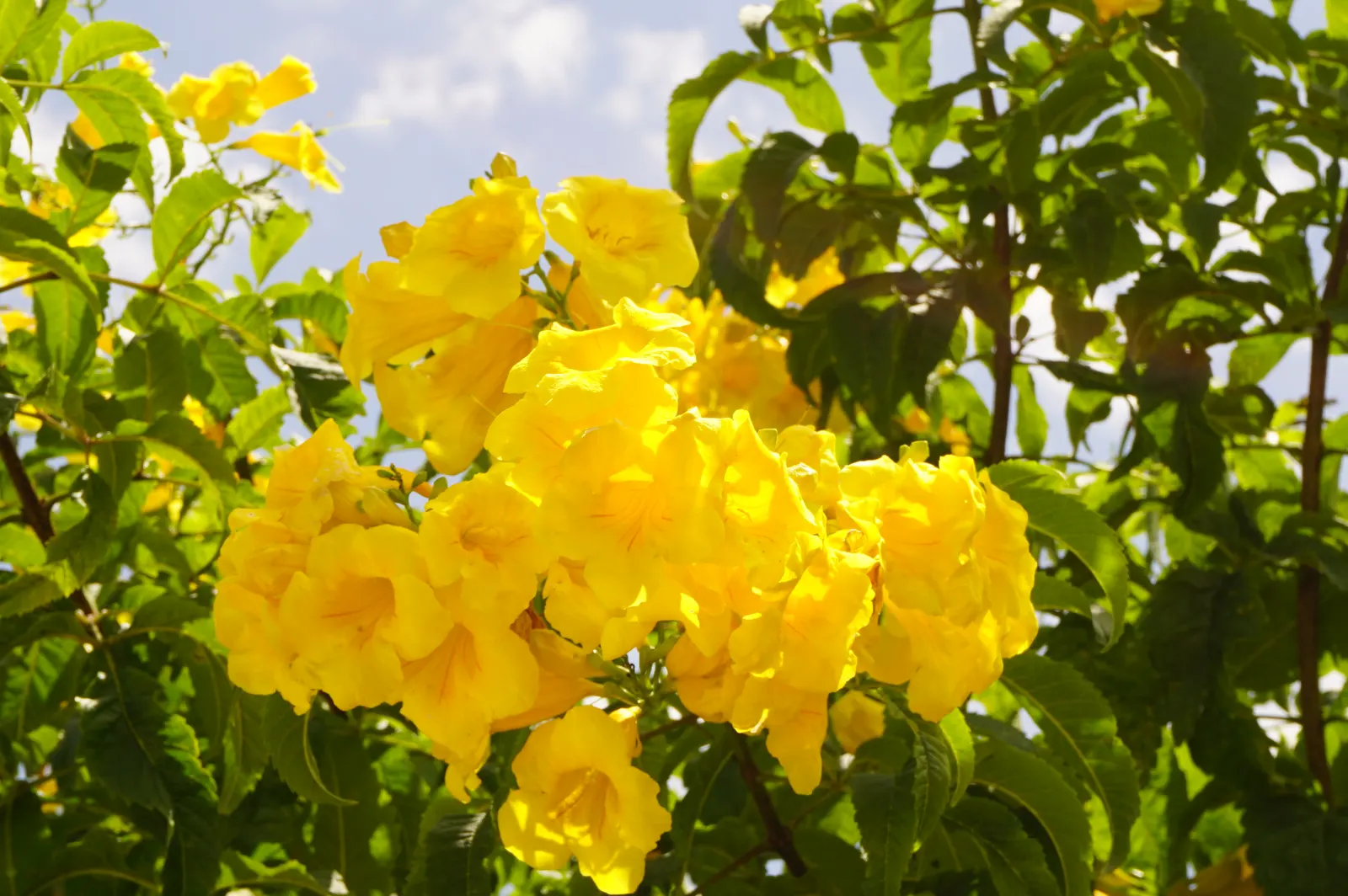 Yellow Bells (Tecoma Stans) — enhancing the garden's biodiversity.<br><br>Growing to a height of 3 to 8 feet and a spread of 3 to 6 feet