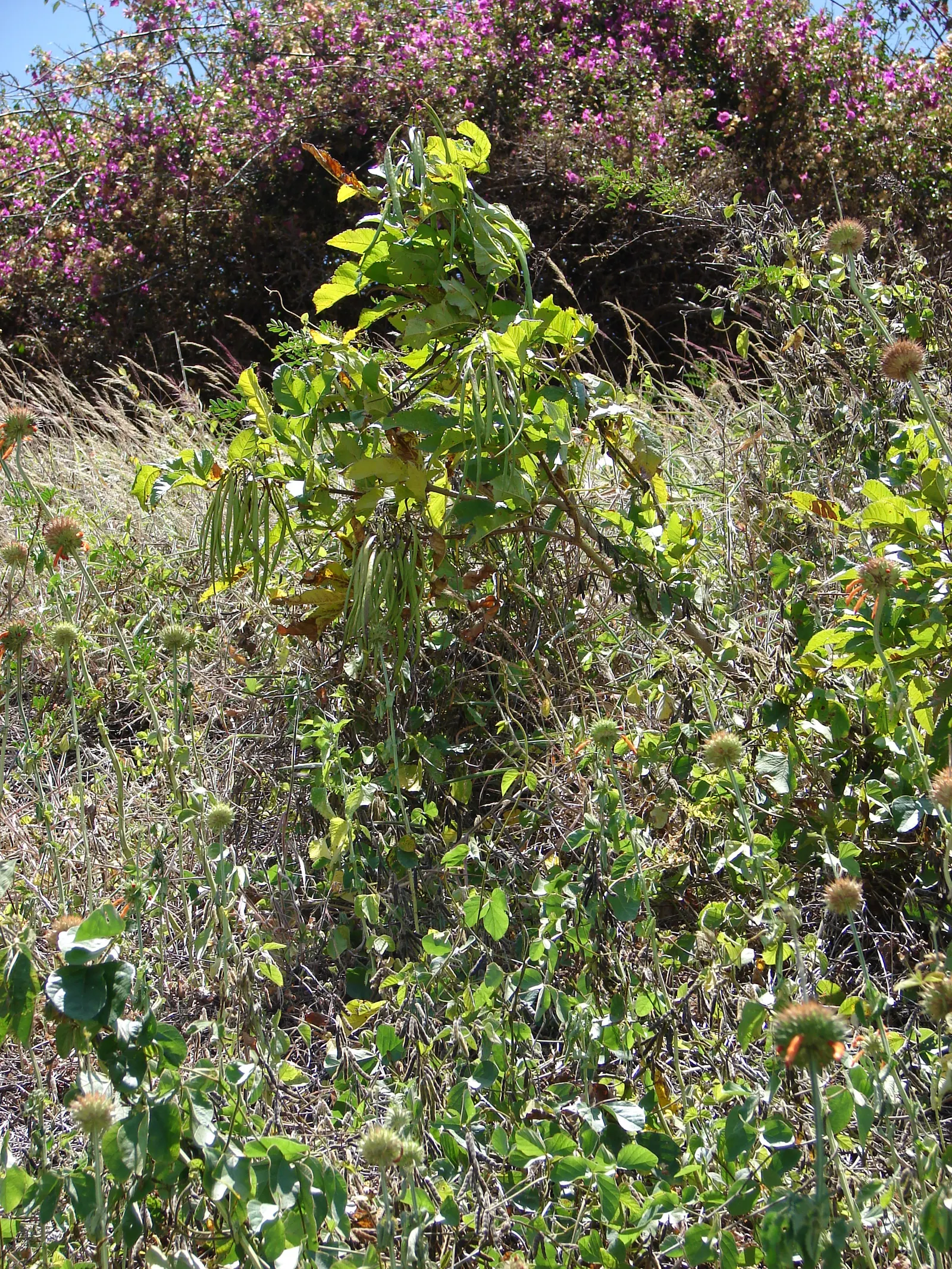 Yellow Bells (Tecoma Stans) — This splendid shrub can be an eye-catching feature in your client's garden
