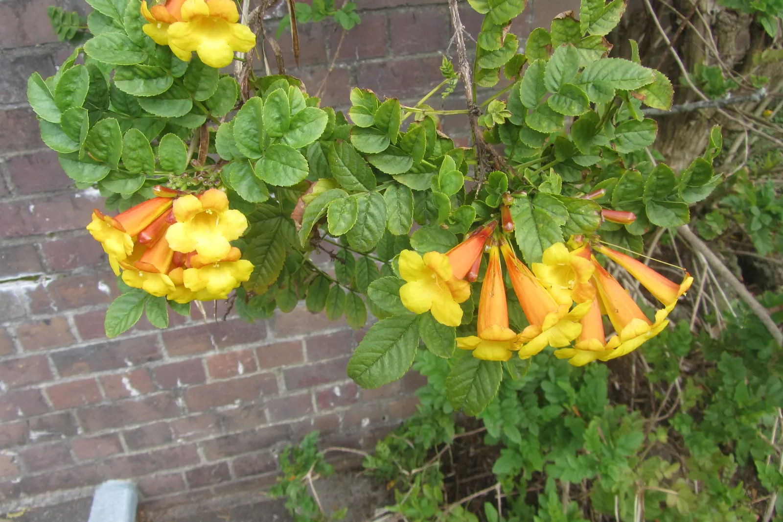 Yellow Bells (Tecoma Stans) — Hardy in Zones 9-11, it serves as an excellent choice for warm-climate gardens; attract pollinators such as bees, image 81