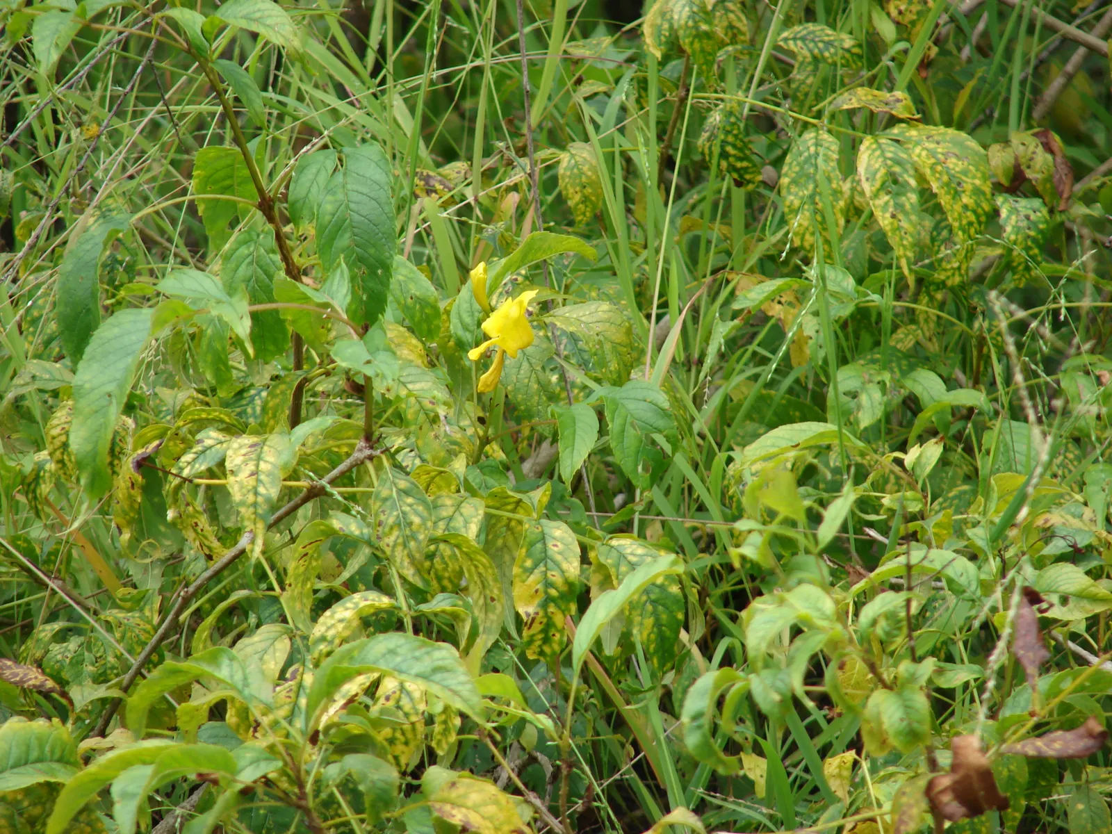 Yellow Bells (Tecoma Stans) — A member of the Bignoniaceae family; this vibrant plant is revered for its abundant clusters of trumpet-shaped, image 109