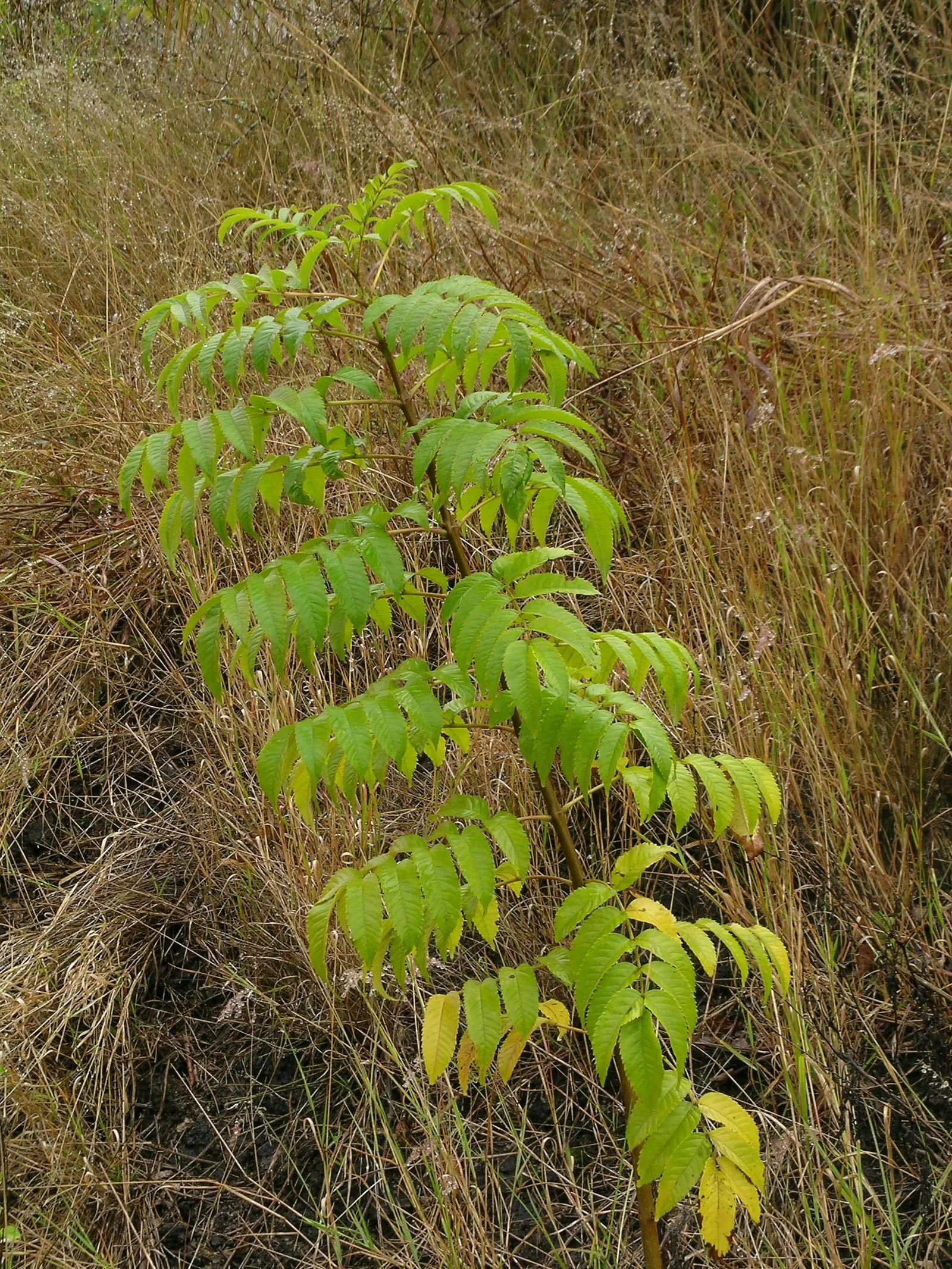 Yellow Bells (Tecoma Stans) — and the foliage can provide a lush backdrop for other plants in the design; blooms spring to frost, attracting, image 94