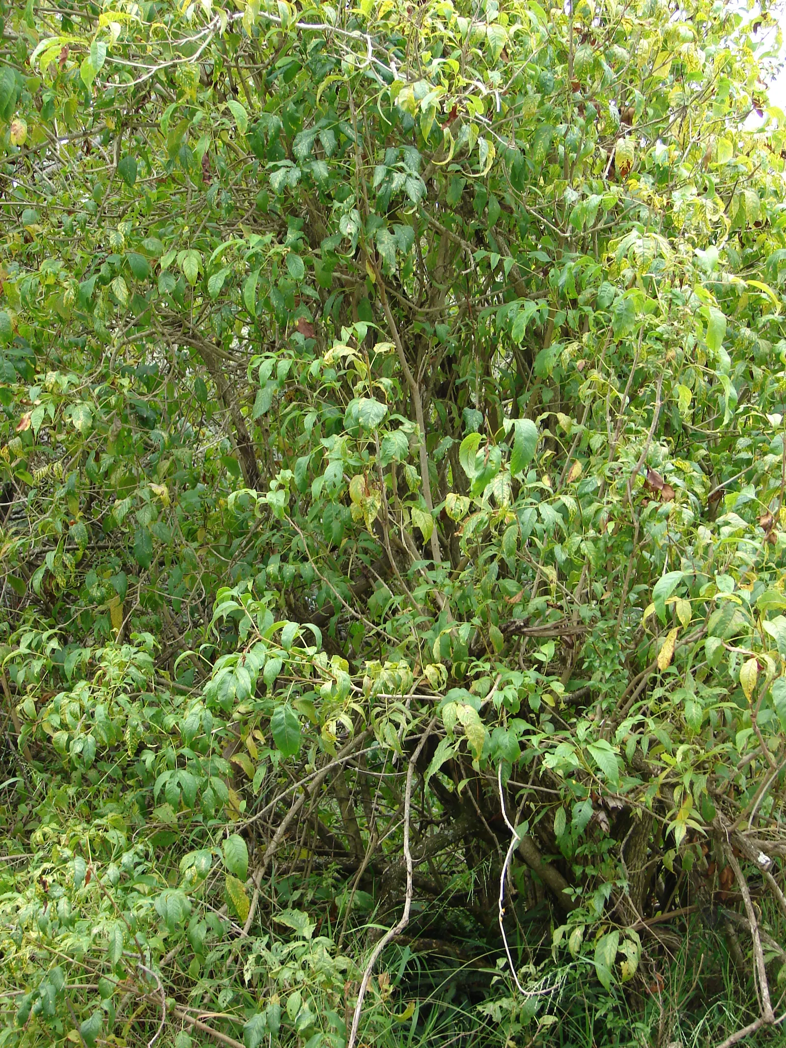 Yellow Bells (Tecoma Stans) — shrub for full or half; sunny splash of color and a haven for wildlife
