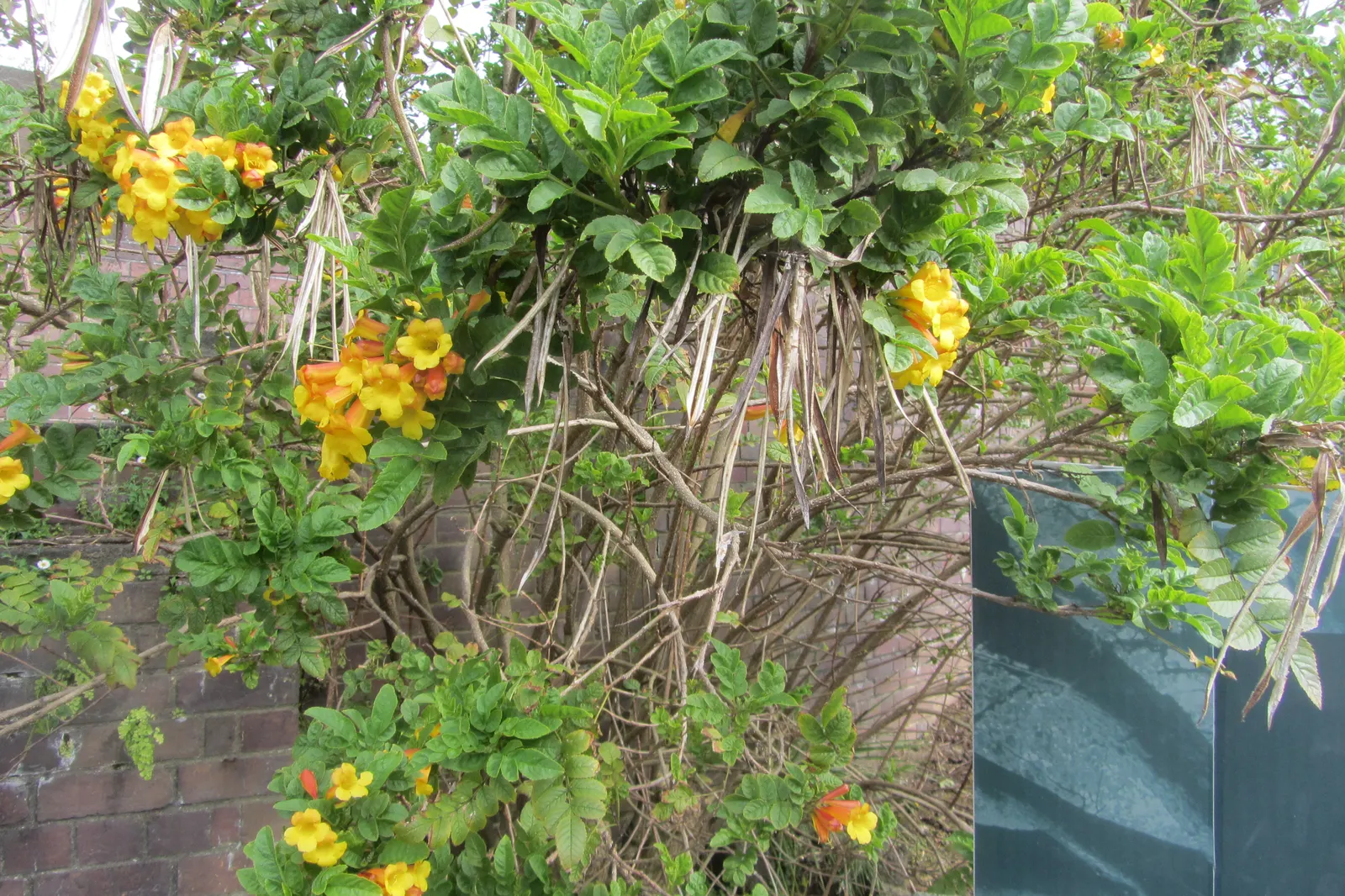 Yellow Bells (Tecoma Stans) — tropical ambiance to any landscape design; it thrives in full sun and is drought-tolerant once established, requiring, image 108
