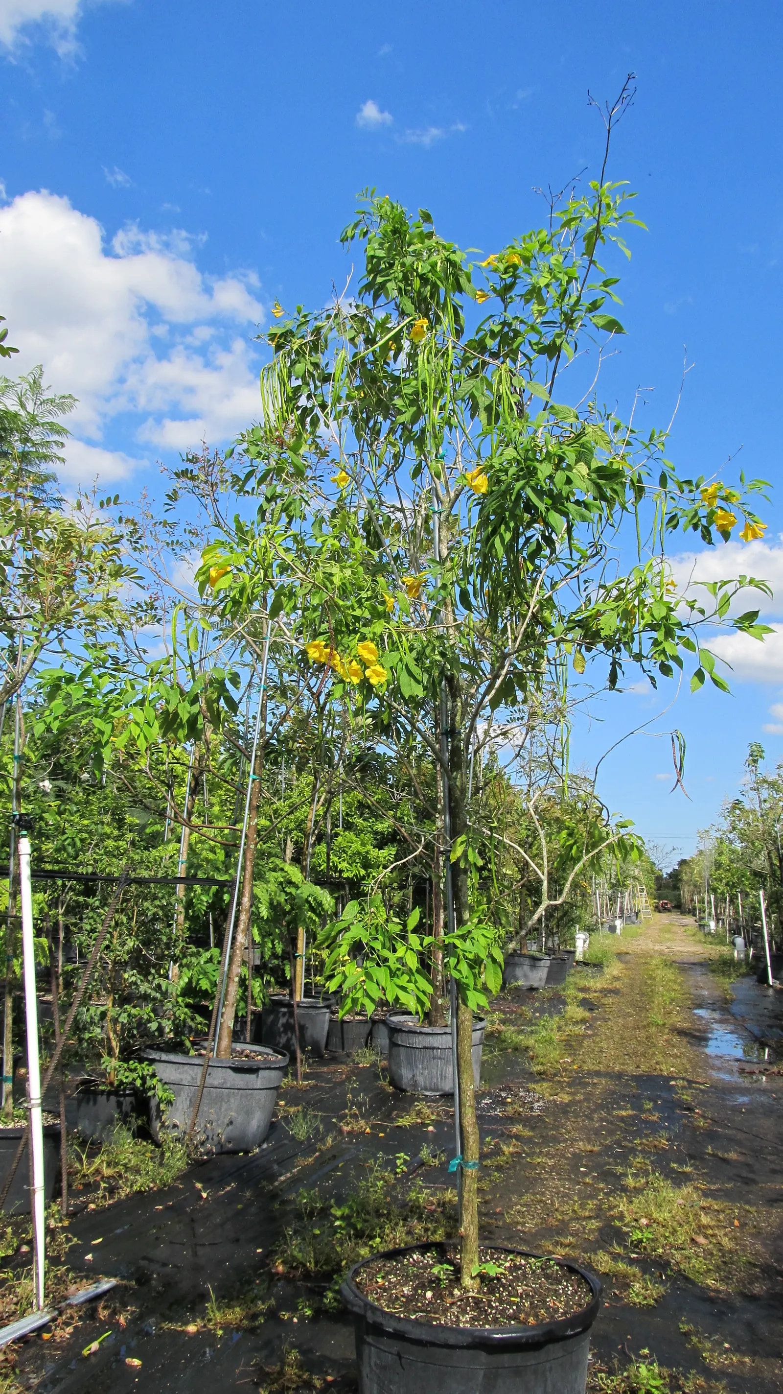 Yellow Bells (Tecoma Stans) — Yellow Bells can be used as an effective focal point in the garden; a member of the Bignoniaceae family, image 116