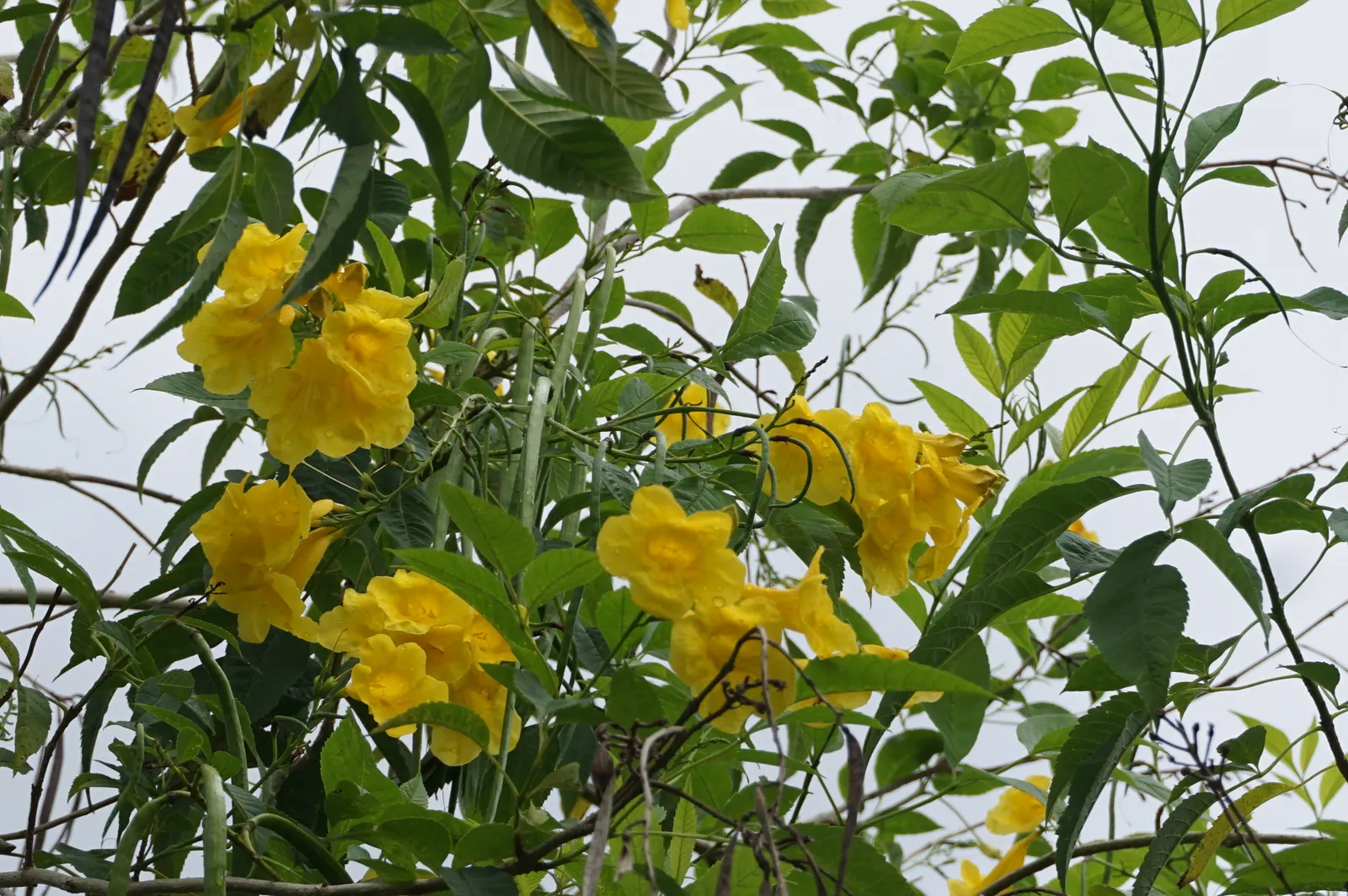 Yellow Bells (Tecoma Stans) — shrub with yellow blooms; enhancing the garden's biodiversity.<br><br>Growing to a height of 3 to 8 feet and a spread, image 124