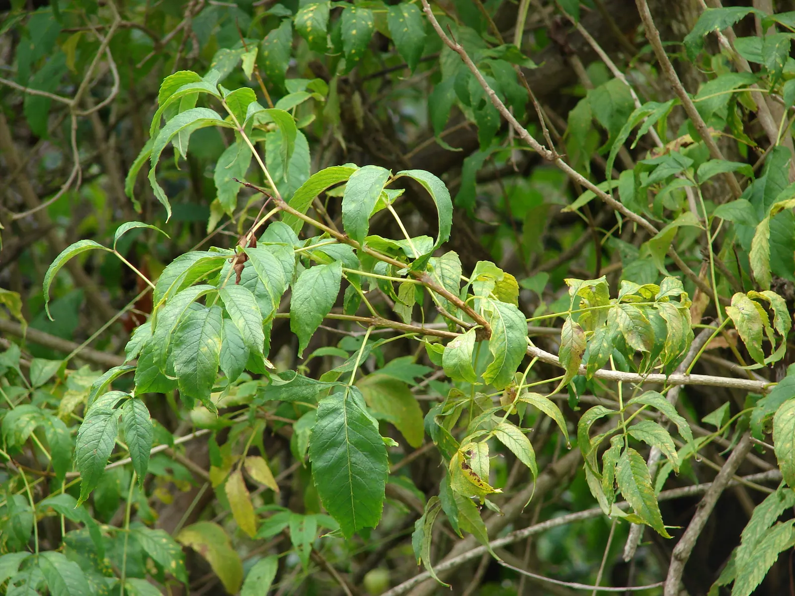 Yellow Bells (Tecoma Stans) — sunny splash of color and a haven for wildlife; the Yellow Bells (Tecoma stans) is a vibrant perennial shrub reaching, image 72