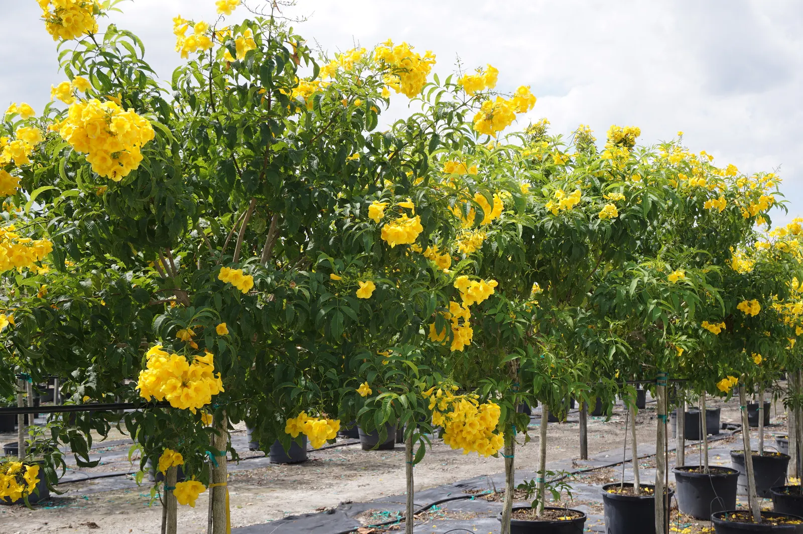 Yellow Bells (Tecoma Stans) — bright yellow flowers that bloom prolifically from early summer until the first frost; shrub with yellow blooms