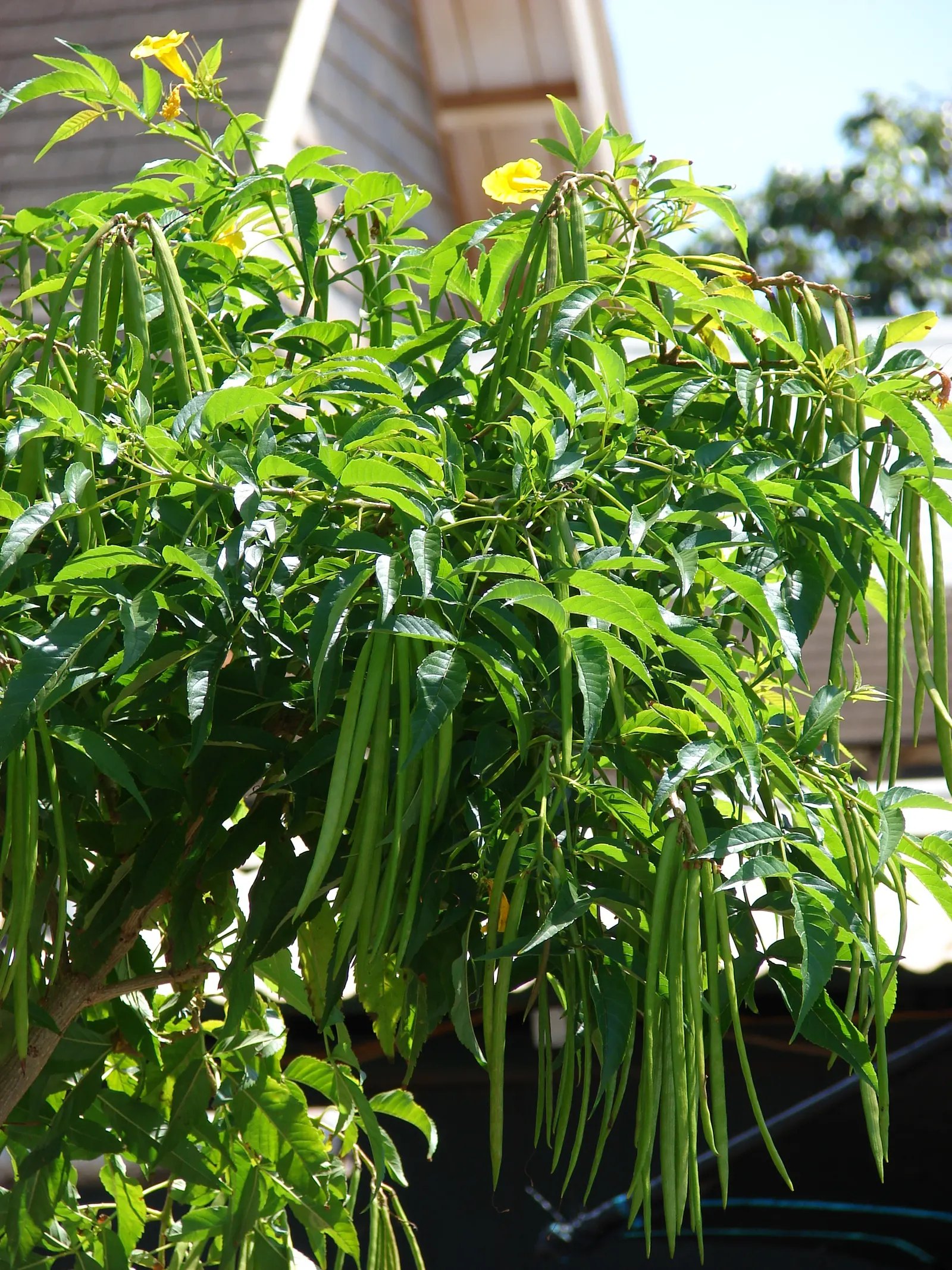 Yellow Bells (Tecoma Stans) — The Yellow Bells (Tecoma stans) is a vibrant perennial shrub reaching 5-10 feet in height; ideal for creating a focal, image 101