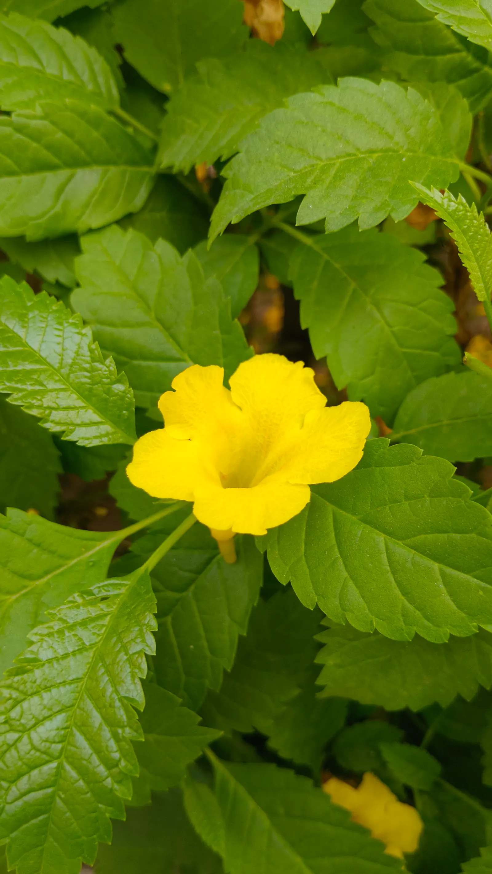 Yellow Bells (Tecoma Stans) — known for its striking trumpet-shaped yellow flowers; bright yellow flowers that bloom prolifically from early summer, image 52