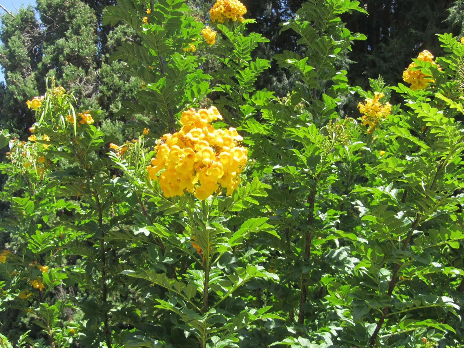 Yellow Bells (Tecoma Stans) — bright yellow flowers that bloom prolifically from early summer until the first frost; shrub with yellow blooms, image 61