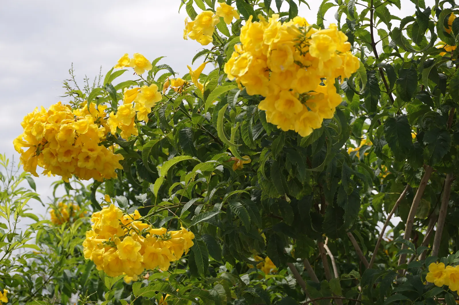 Yellow Bells (Tecoma Stans) — yellow flowers in the garden; tropical ambiance to any landscape design, image 123