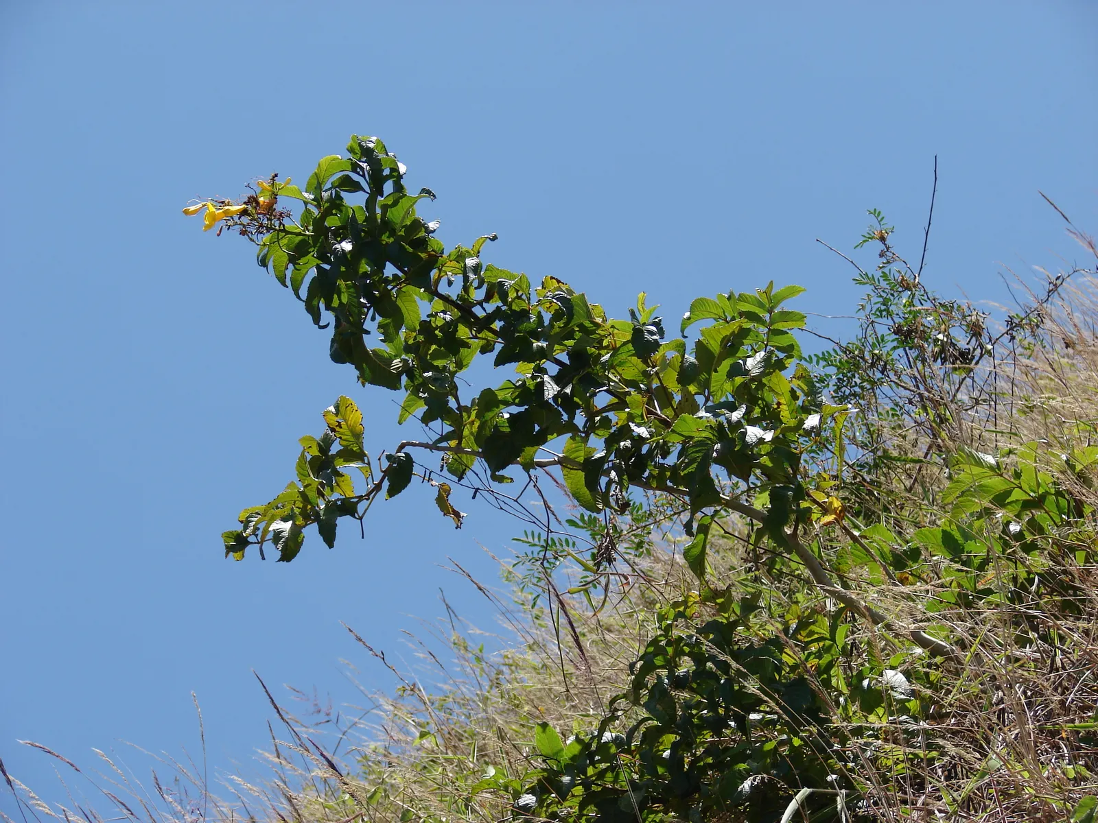 Yellow Bells (Tecoma Stans) — attract pollinators such as bees; when planting Tecoma stans, consider its placement carefully to avoid areas, image 89