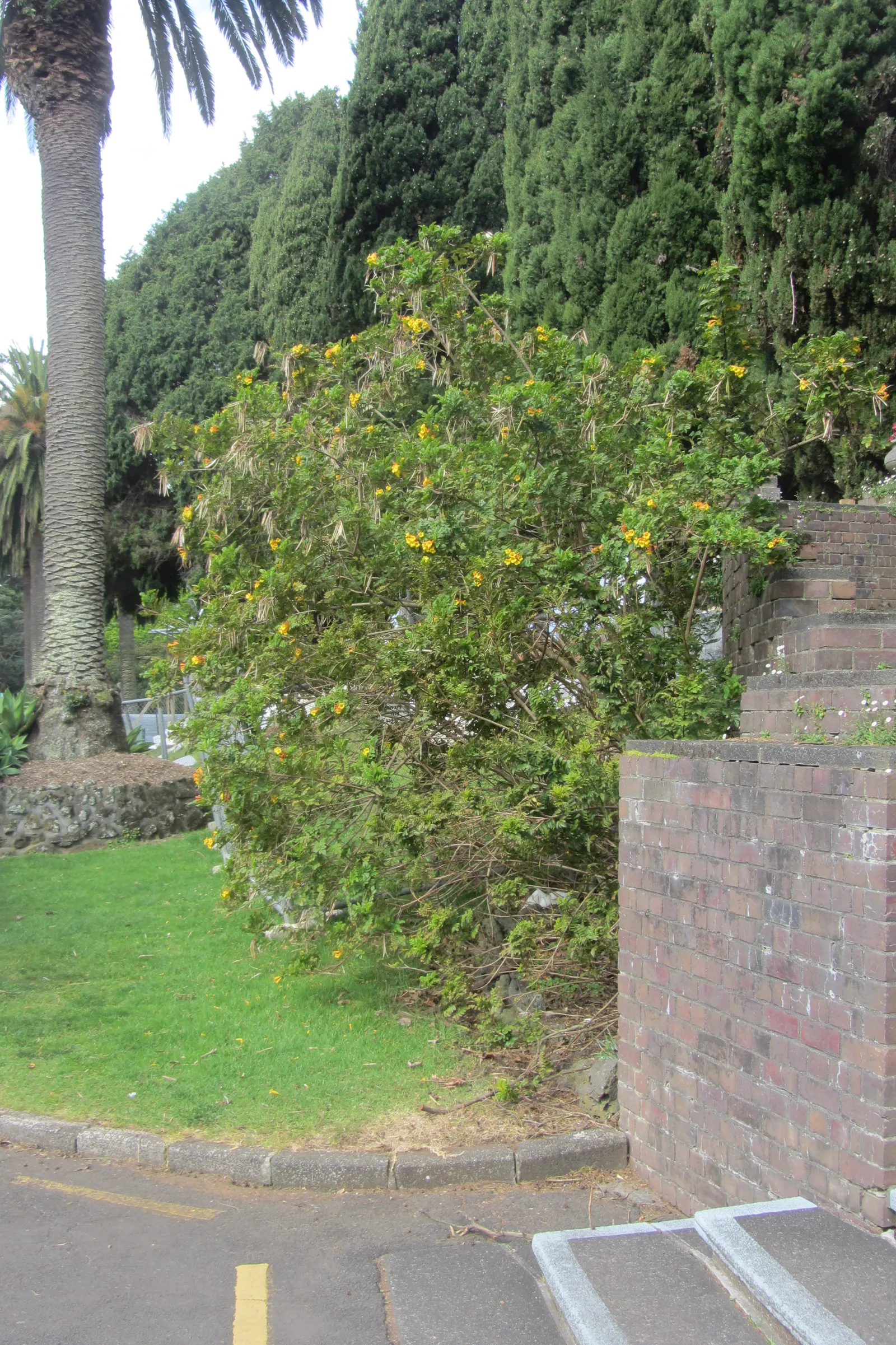 Yellow Bells (Tecoma Stans) — When planting Tecoma stans, consider its placement carefully to avoid areas frequented by pets and children; offering, image 95