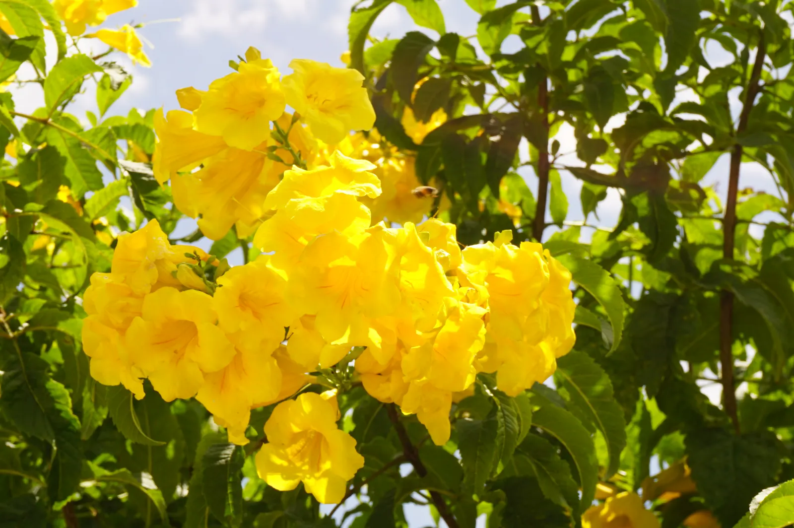 Yellow Bells (Tecoma Stans) — When planting Tecoma stans, consider its placement carefully to avoid areas frequented by pets and children; offering a prolonged