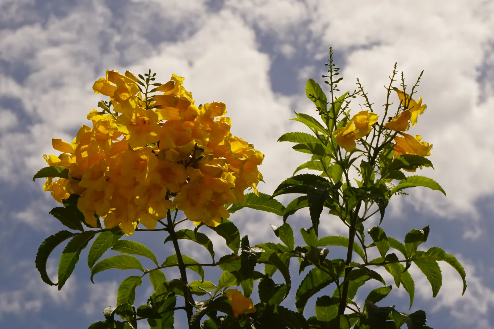 Yellow Bells (Tecoma Stans) — enhancing the garden's biodiversity.<br><br>Growing to a height of 3 to 8 feet and a spread of 3 to 6 feet; known for, image 115