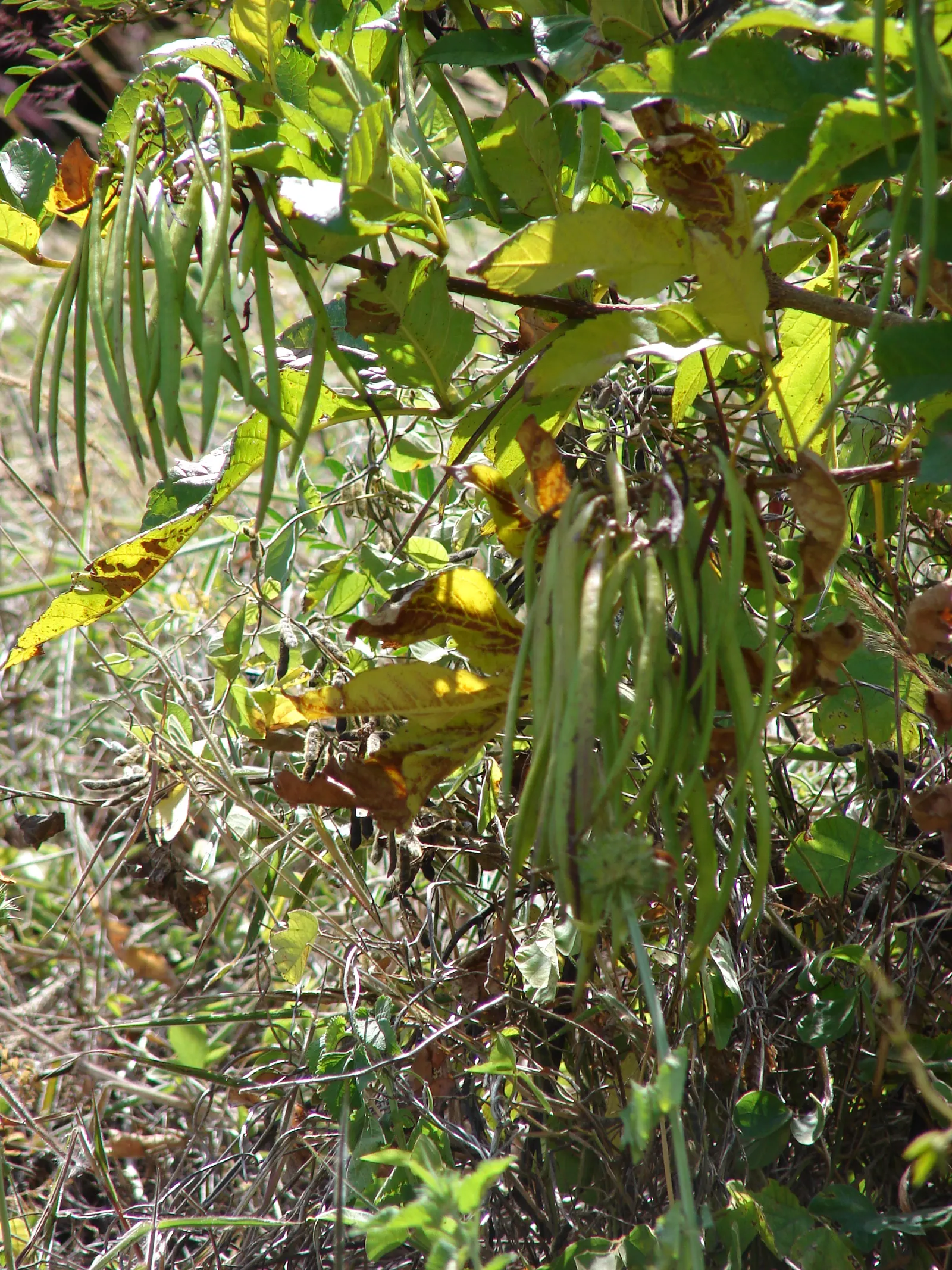 Yellow Bells (Tecoma Stans) — this vibrant plant is revered for its abundant clusters of trumpet-shaped; it thrives in USDA Hardiness Zones 9, image 60