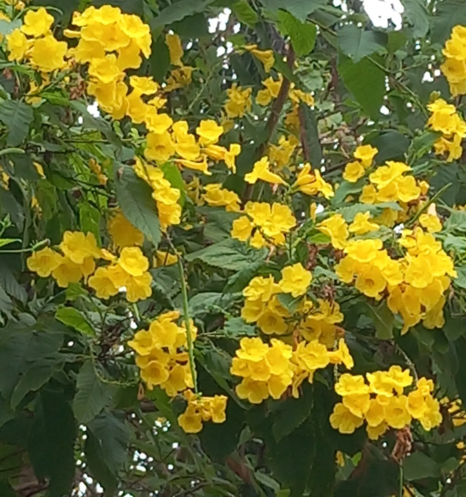 Yellow Bells (Tecoma Stans) — this vibrant plant is revered for its abundant clusters of trumpet-shaped; it thrives in USDA Hardiness Zones 9, image 85