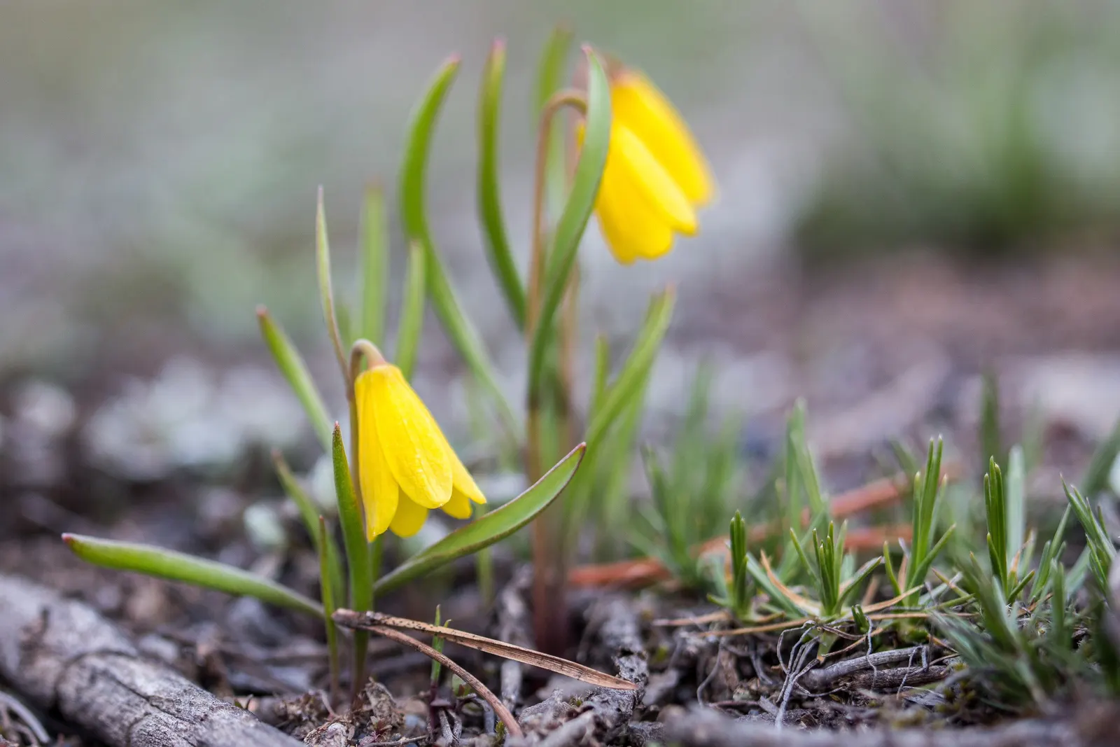Yellow Bells (Tecoma Stans) — yellow flowers in the garden