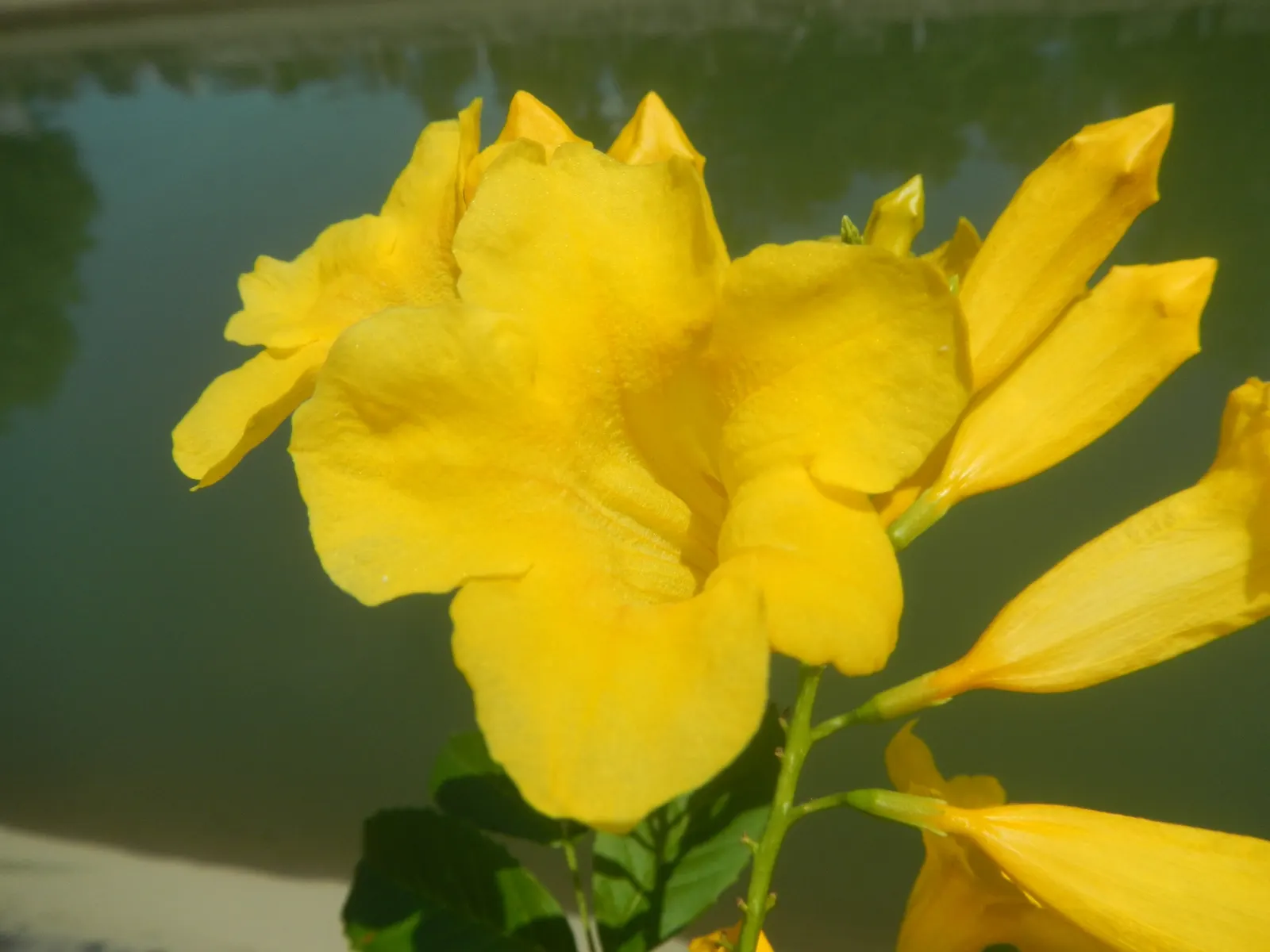 Yellow Bells (Tecoma Stans) — Yellow Bells can be used as an effective focal point in the garden
