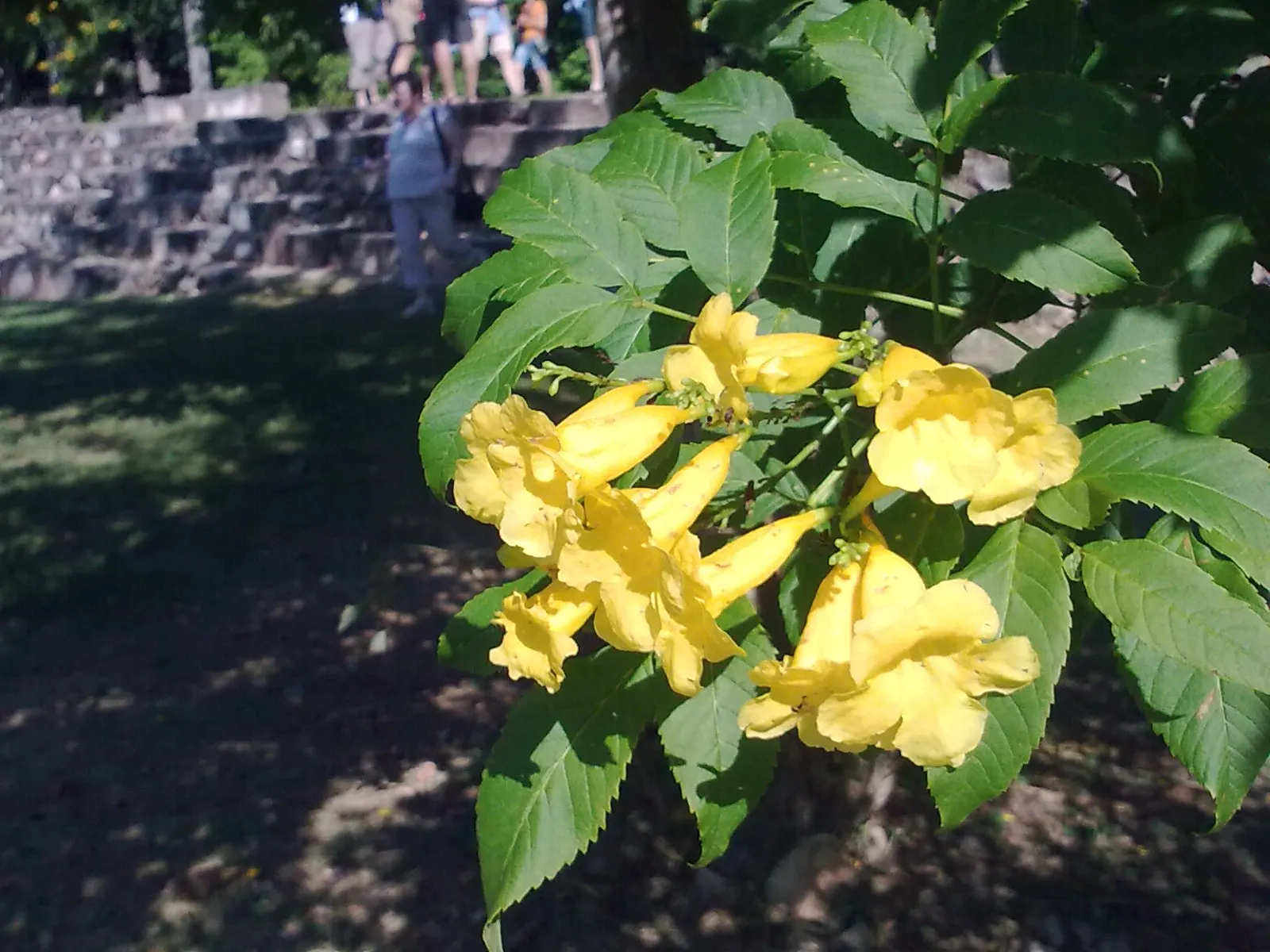 Yellow Bells (Tecoma Stans) — offering a prolonged display of color; hardy in Zones 9-11, it serves as an excellent choice for warm-climate gardens, image 87