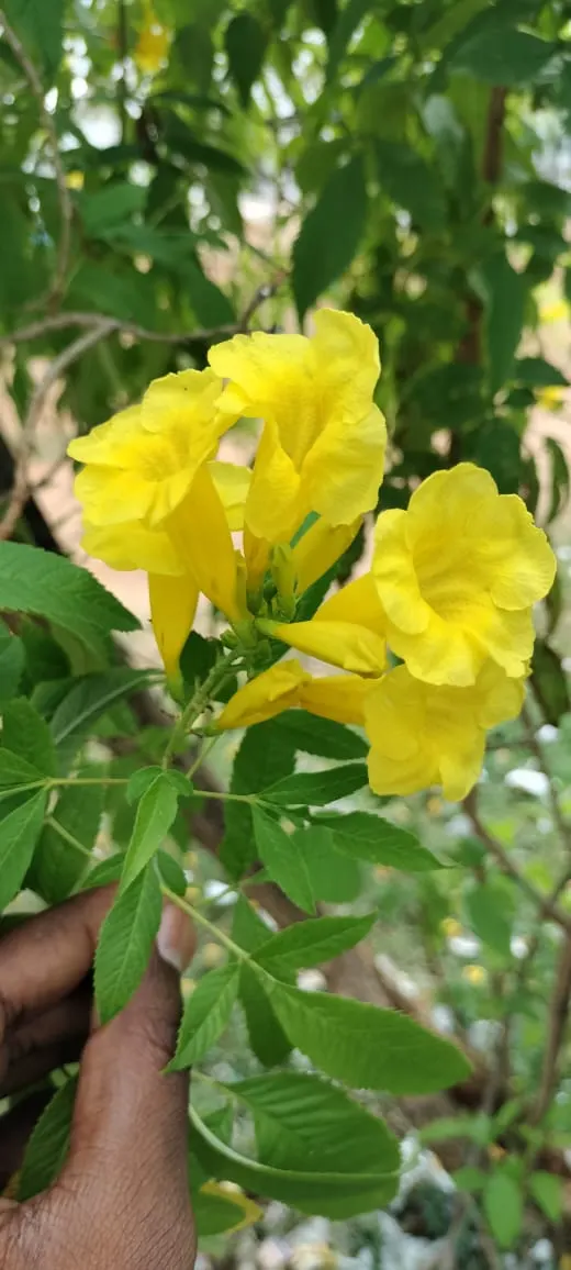 Yellow Bells (Tecoma Stans) — Hardy in Zones 9-11, it serves as an excellent choice for warm-climate gardens; attract pollinators such as bees, image 56