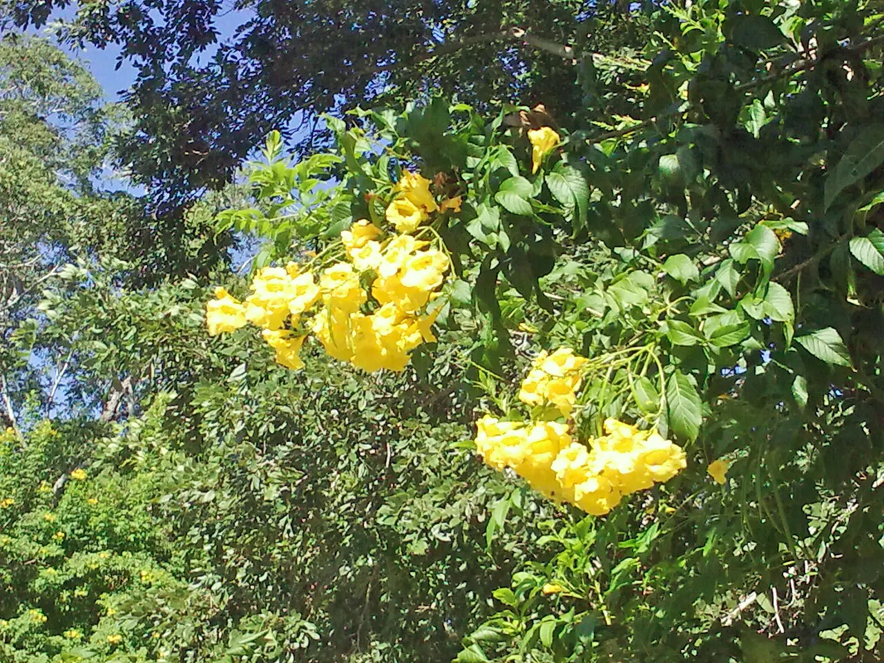 Yellow Bells (Tecoma Stans) — and the foliage can provide a lush backdrop for other plants in the design; blooms spring to frost, attracting hummingbirds and