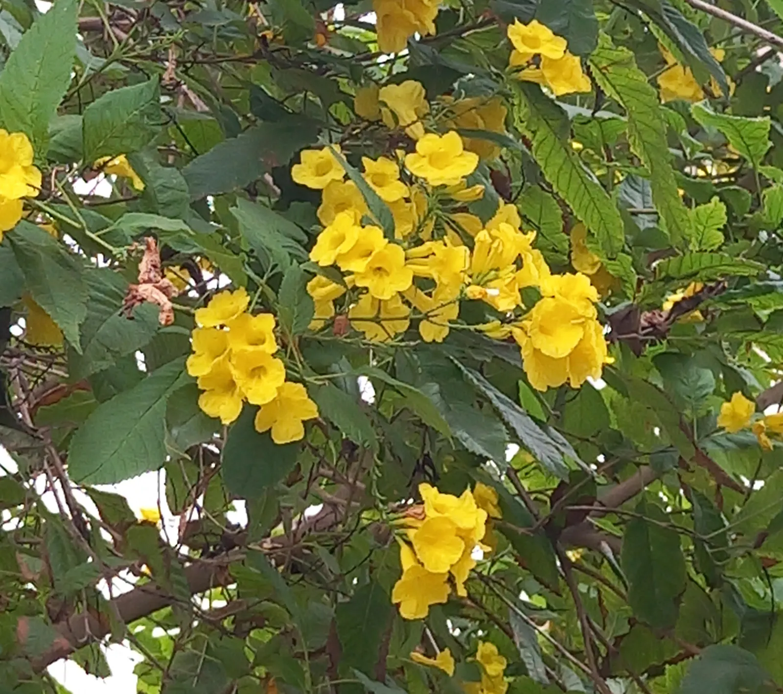 Yellow Bells (Tecoma Stans) — sunny splash of color and a haven for wildlife