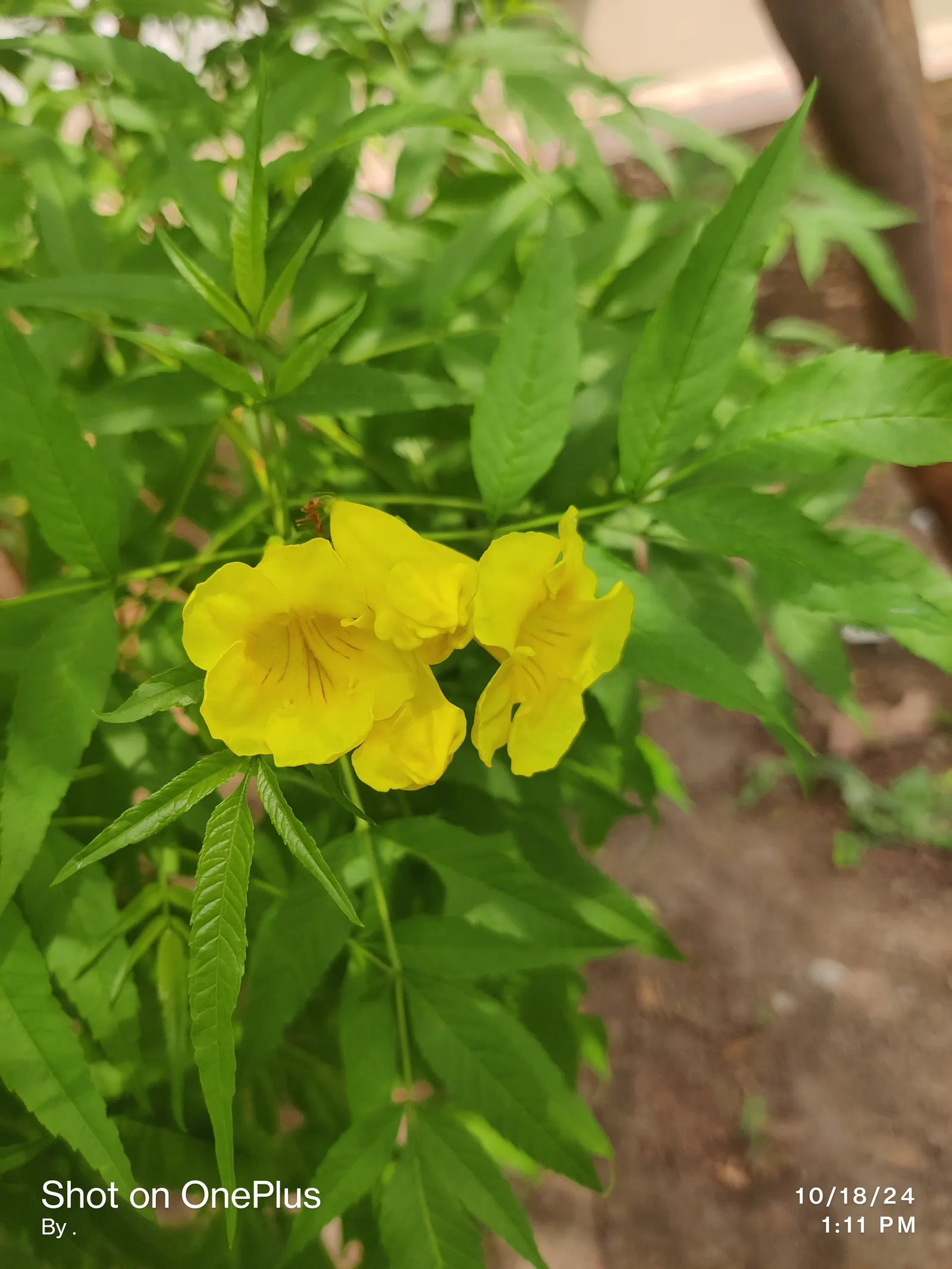 Yellow Bells (Tecoma Stans) — Ideal for creating a focal point in xeriscapes or as an ornamental border; shrub for full or half, image 79