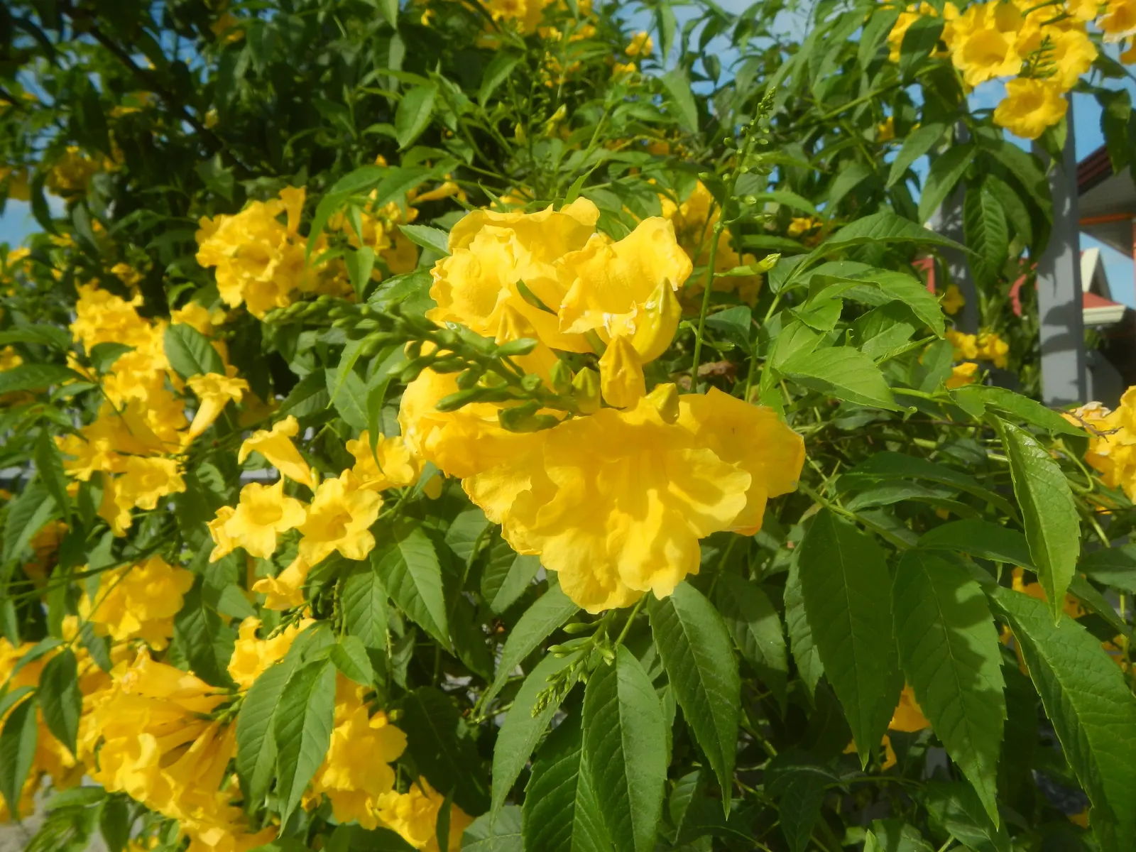 Yellow Bells (Tecoma Stans) — Ideal for creating a focal point in xeriscapes or as an ornamental border; shrub for full or half, image 104
