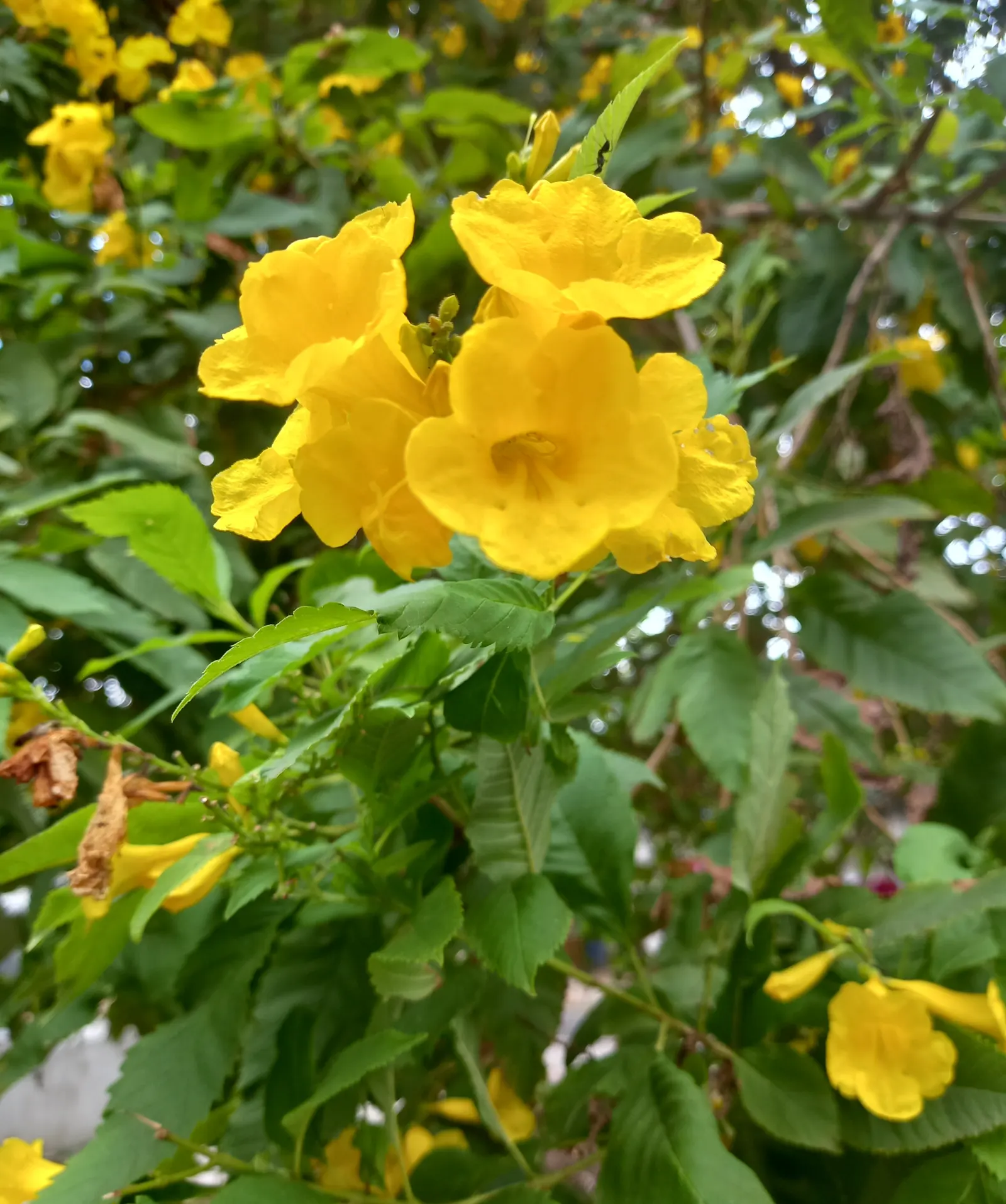 Yellow Bells (Tecoma Stans) — enhancing the garden's biodiversity.<br><br>Growing to a height of 3 to 8 feet and a spread of 3 to 6 feet; known for, image 65