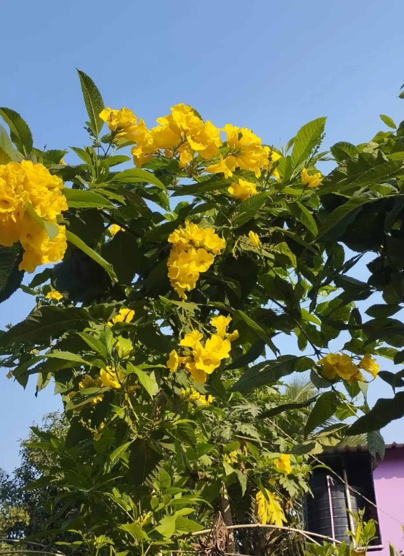 Yellow Bells (Tecoma Stans) — The Yellow Bells (Tecoma stans) is a vibrant perennial shrub reaching 5-10 feet in height; ideal for creating a focal, image 51