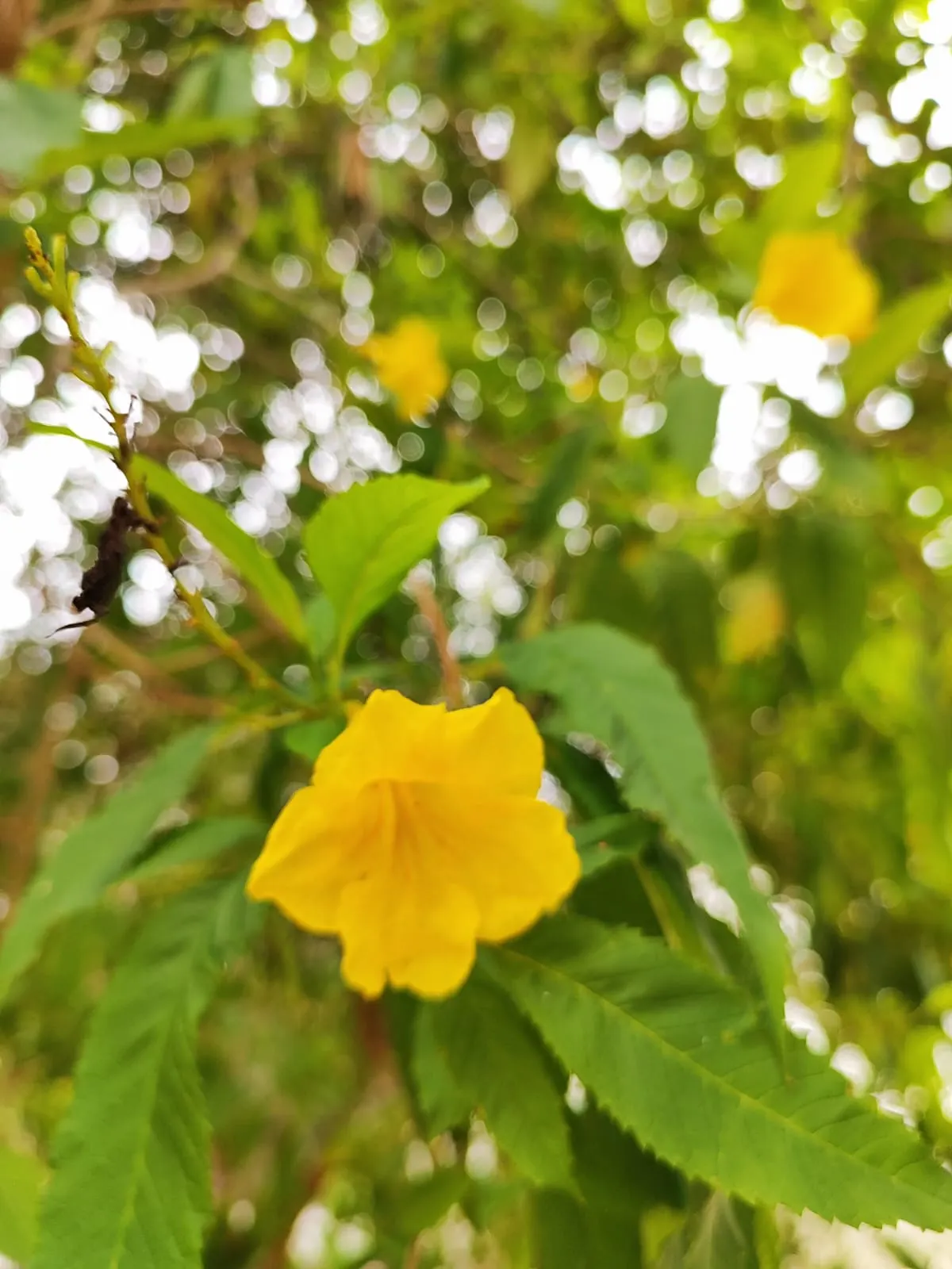 Yellow Bells (Tecoma Stans) — This splendid shrub can be an eye-catching feature in your client's garden; and the foliage can provide a lush, image 71