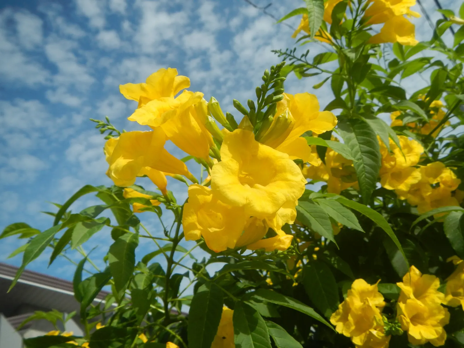 Yellow Bells (Tecoma Stans) — known for its striking trumpet-shaped yellow flowers; bright yellow flowers that bloom prolifically from early summer, image 77