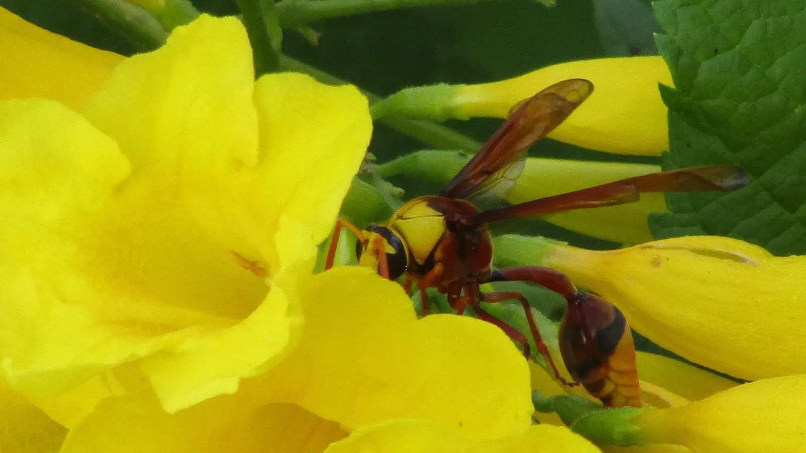 Yellow Bells (Tecoma Stans) — It thrives in full sun and is drought-tolerant once established, requiring minimal care