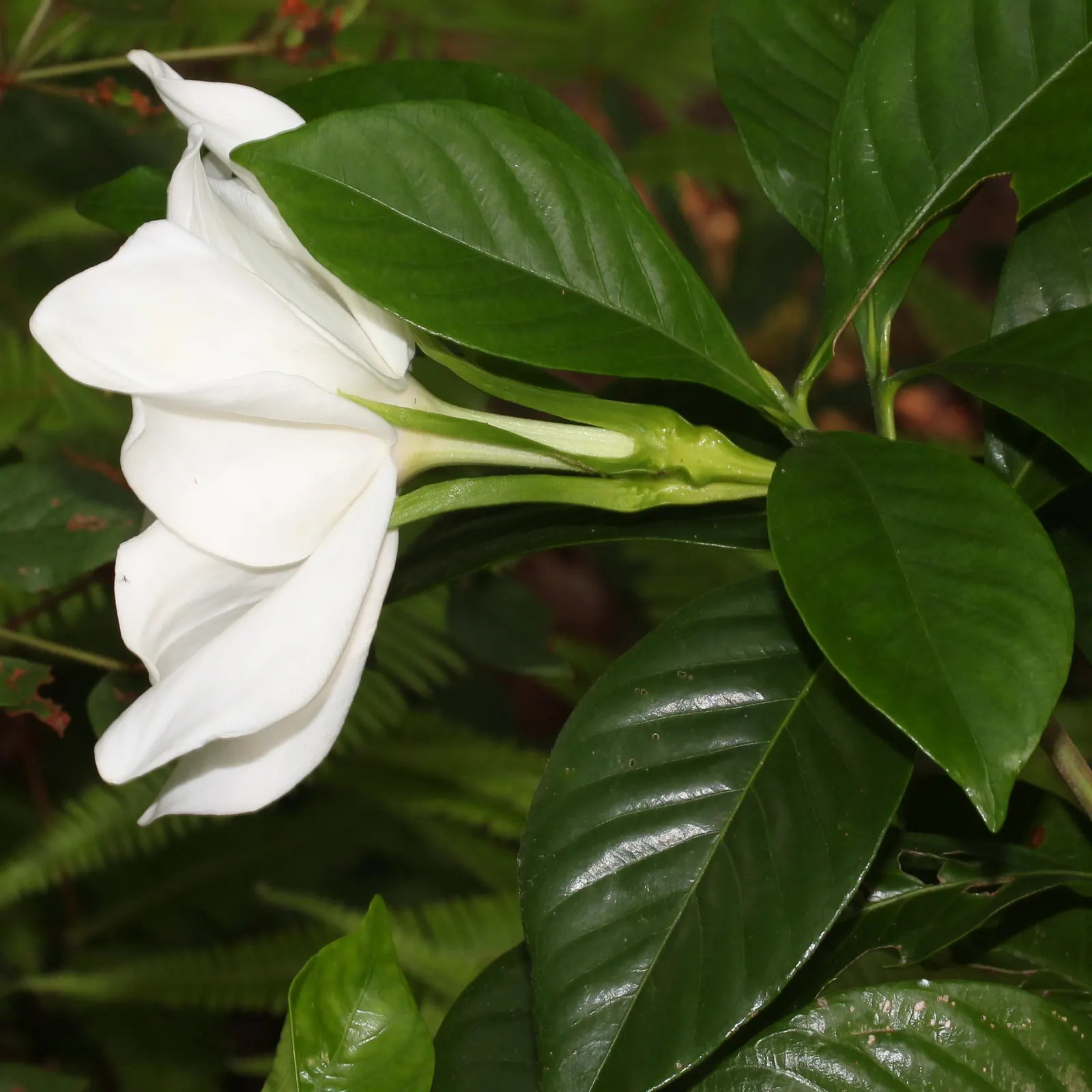 Gardenia (Gardenia Jasminoides) — is a prized flowering shrub renowned for its lush; commonly known as Cape Jasmine