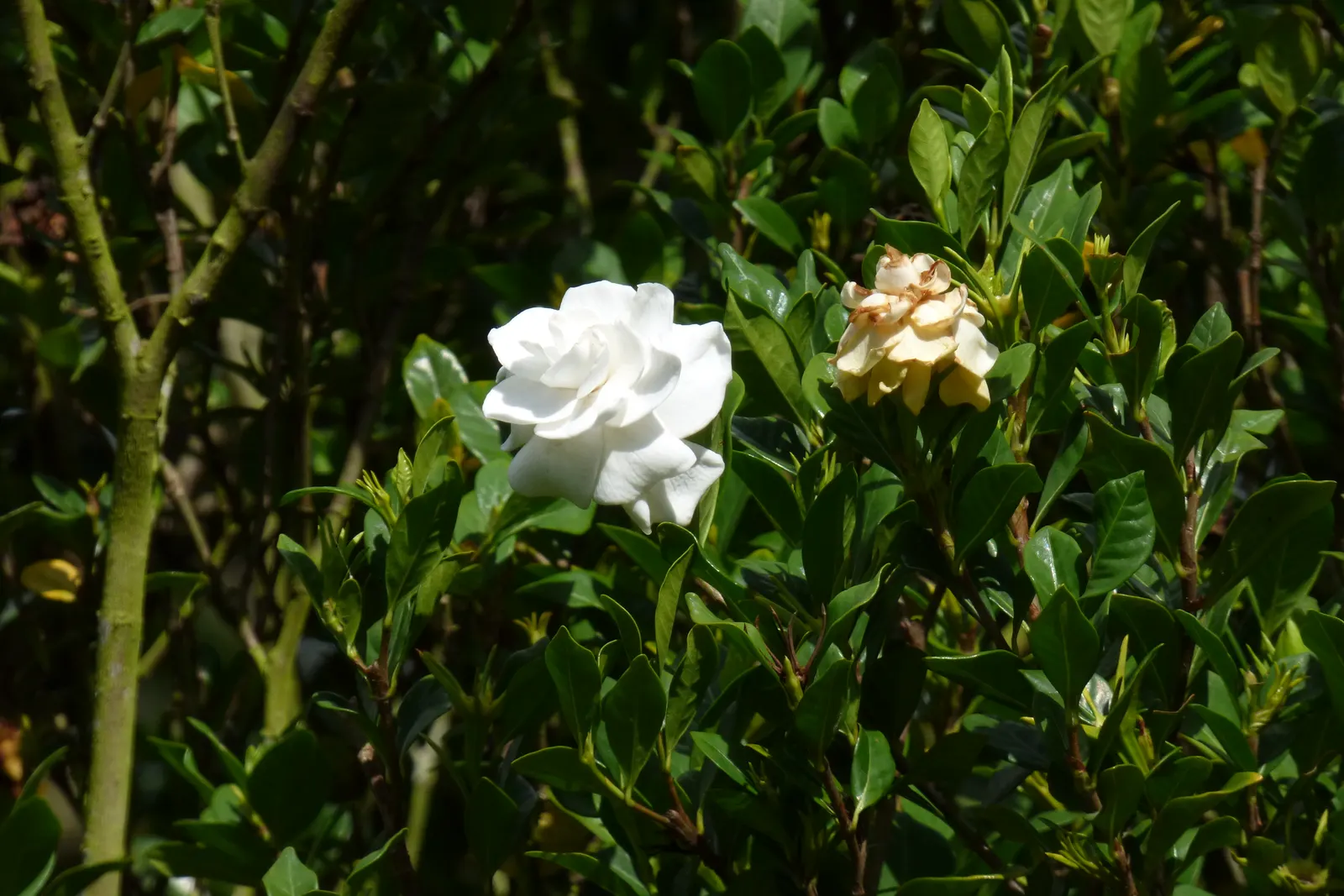 Gardenia (Gardenia Jasminoides) — shrub for full or half; or even in containers where their growth can be more easily managed and appreciated, image 78