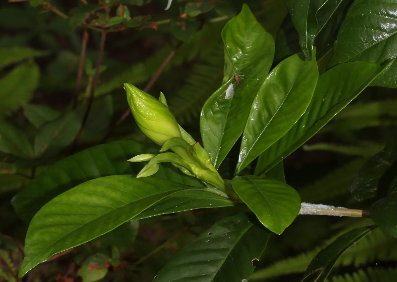 Gardenia (Gardenia Jasminoides) — acidic soil with a pH between 5.0 and 6.5 and prefer a location with partial to full sun exposure; gardenias, image 68