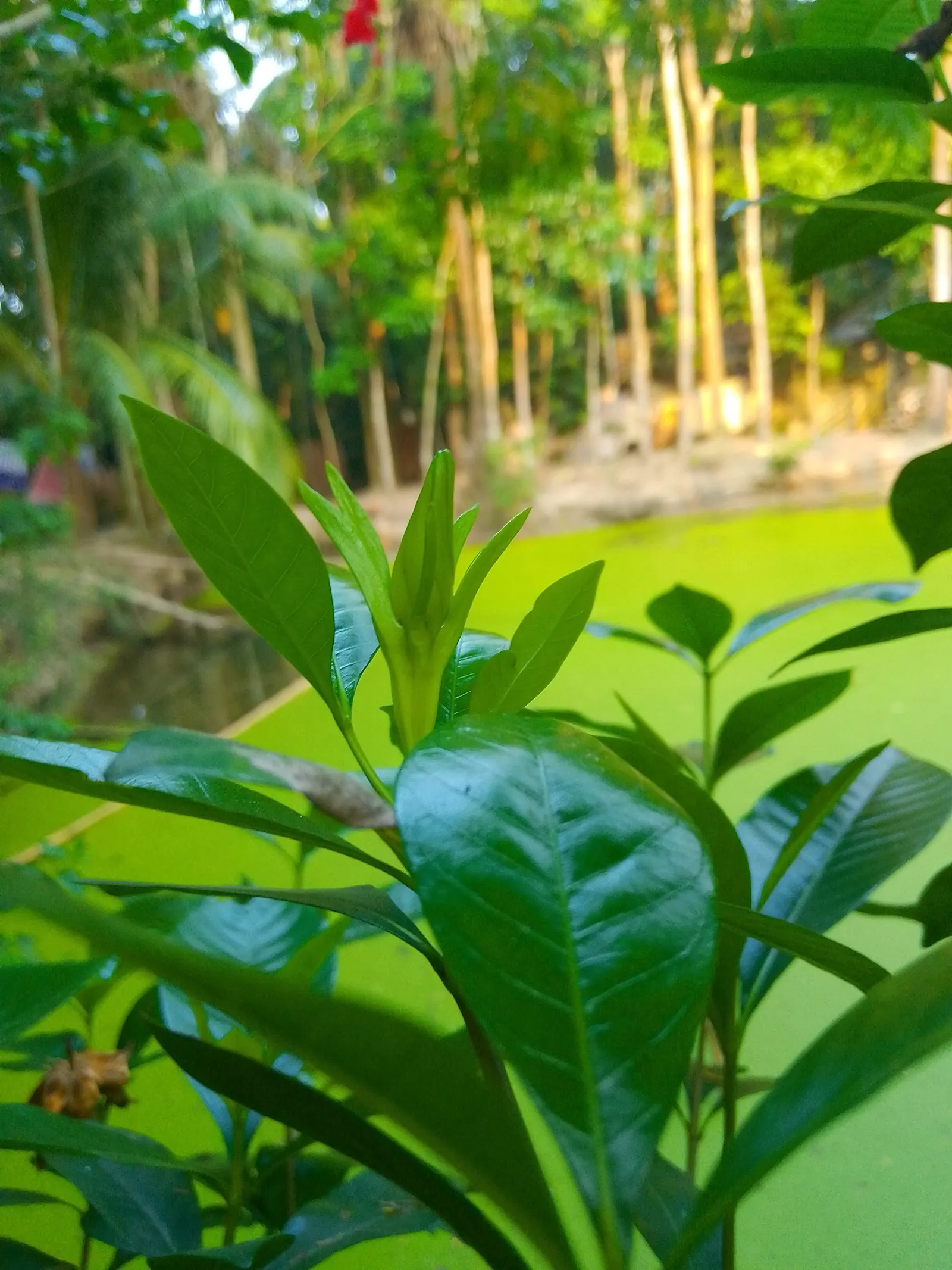 Gardenia (Gardenia Jasminoides) — Gardenias offer an exquisite addition to your landscape; <br><br>With their elegant beauty and scented blooms, image 126