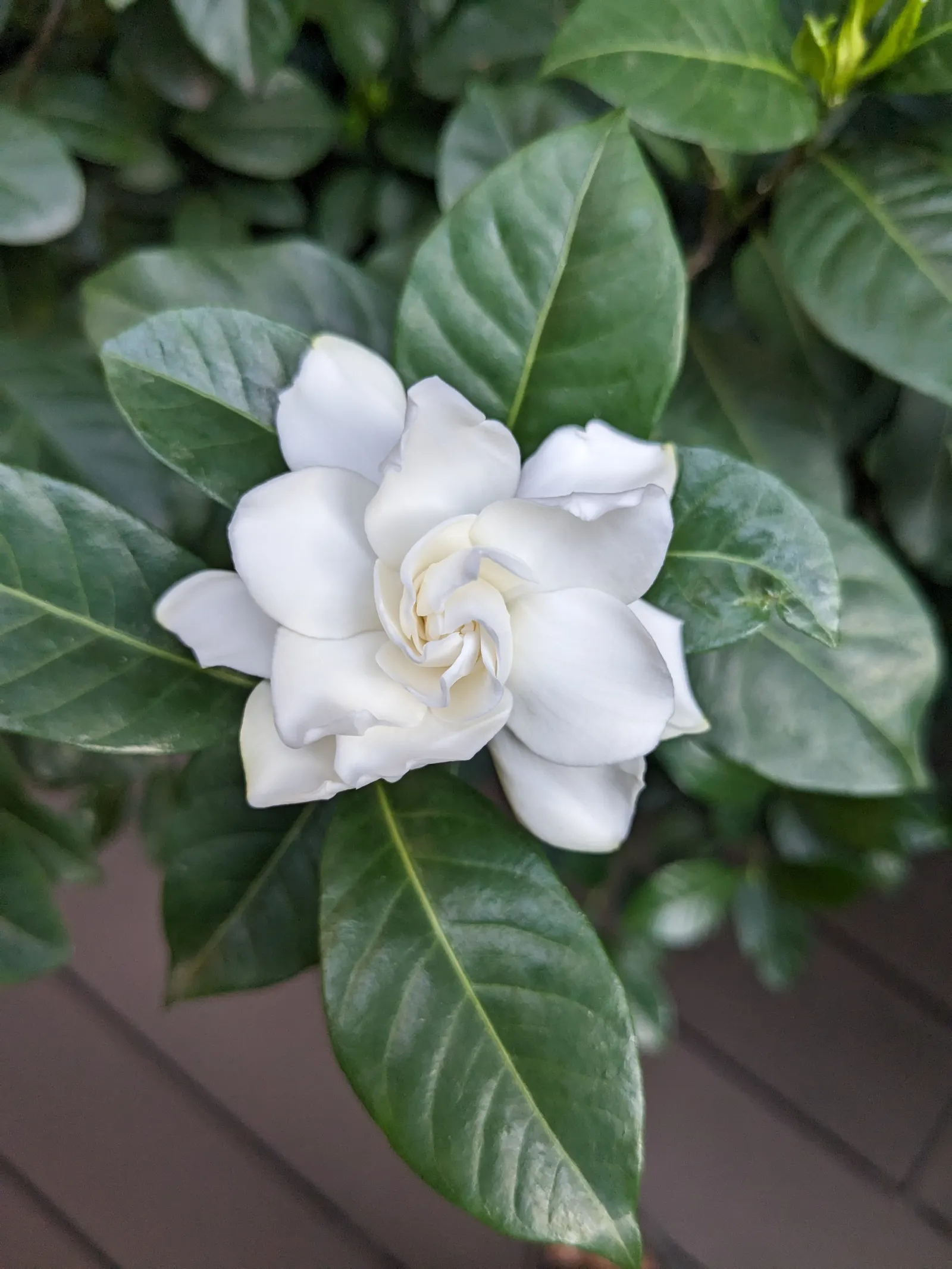 Gardenia (Gardenia Jasminoides) — though too much direct sunlight can scorch the leaves; which typically bloom from mid-spring to mid-summer, image 95