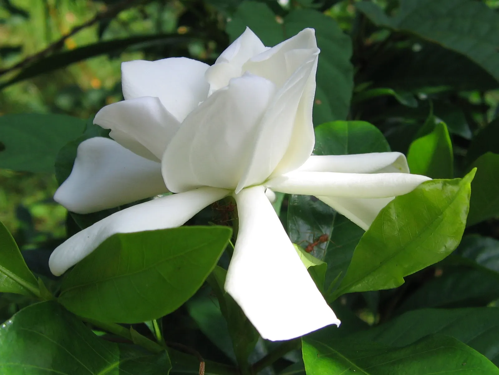 Gardenia (Gardenia Jasminoides) — Gardenias require regular watering and protection from cold temperatures; ideal for hedges or as aromatic accent plants in a