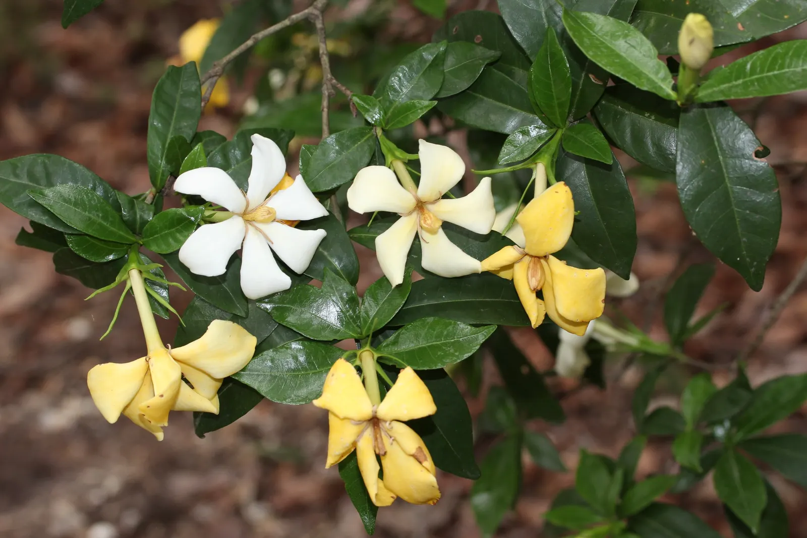 Gardenia (Gardenia Jasminoides) — ideal for the Gardenia's health.<br><br>To ensure a robust bloom; commonly referred to as the Gardenia, image 98