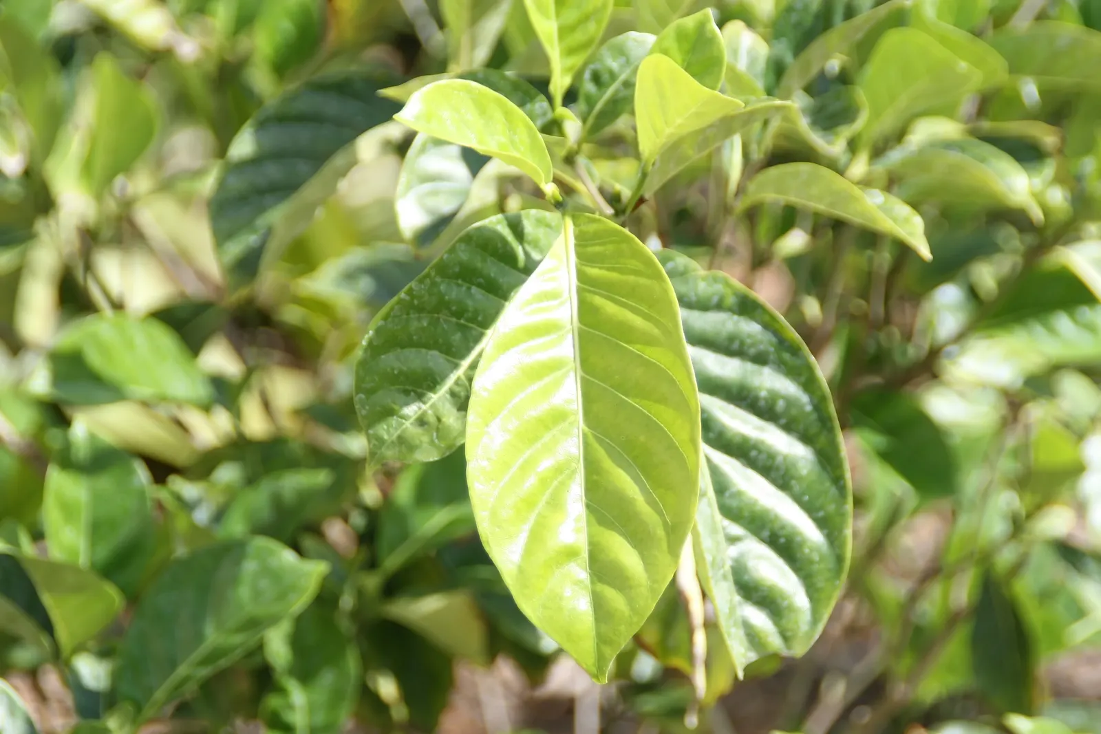 Gardenia (Gardenia Jasminoides) — dark-green leaves provide a striking backdrop to the intensely aromatic blossoms; gardenias offer an exquisite, image 89