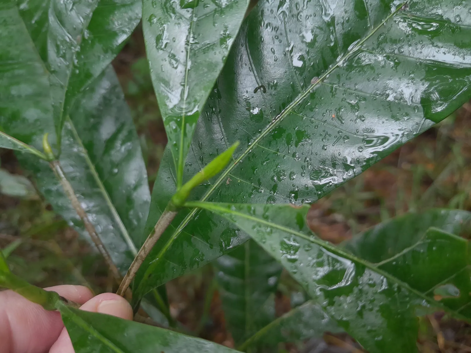 Gardenia (Gardenia Jasminoides) — commonly referred to as the Gardenia