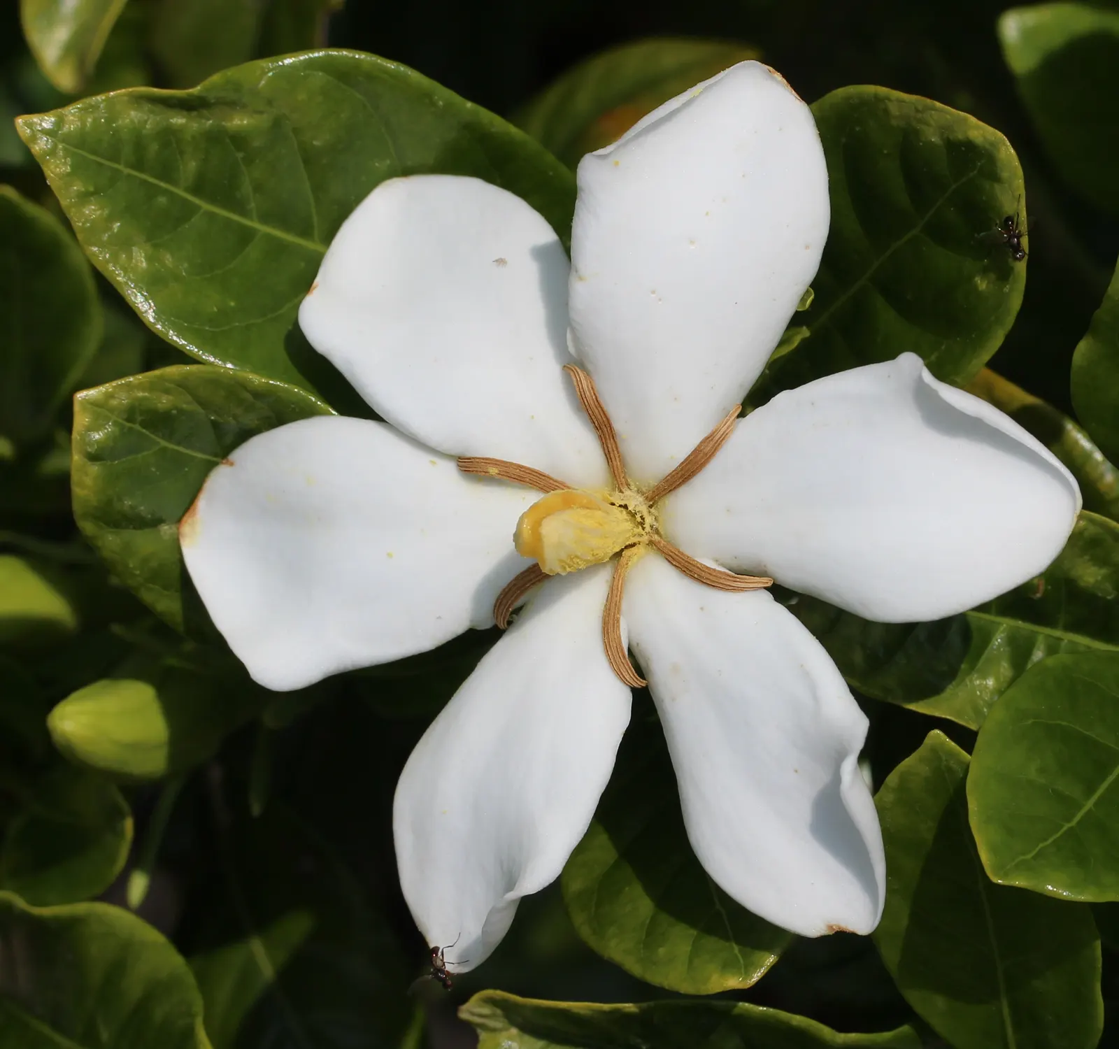 Gardenia (Gardenia Jasminoides) — <br><br>Gardenias require a well-drained; white flowers in the garden