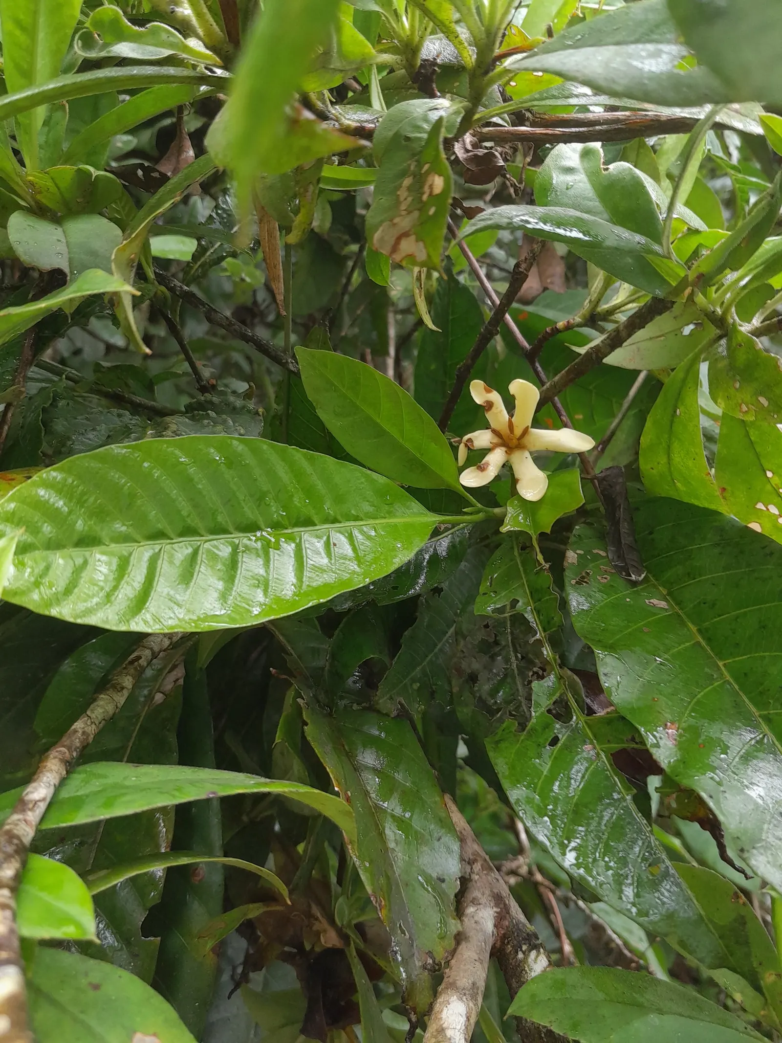 Gardenia (Gardenia Jasminoides) — The shrub benefits from consistent moisture, but overwatering or poor drainage can lead to root rot; mulching helps retain