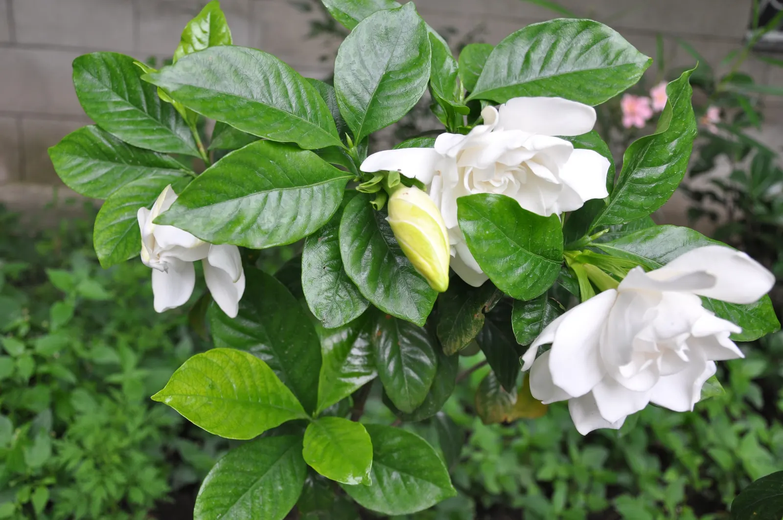 Gardenia (Gardenia Jasminoides) — A native to the tropical and subtropical regions of Africa, Asia, and the Pacific Islands, it thrives in U.S, image 88